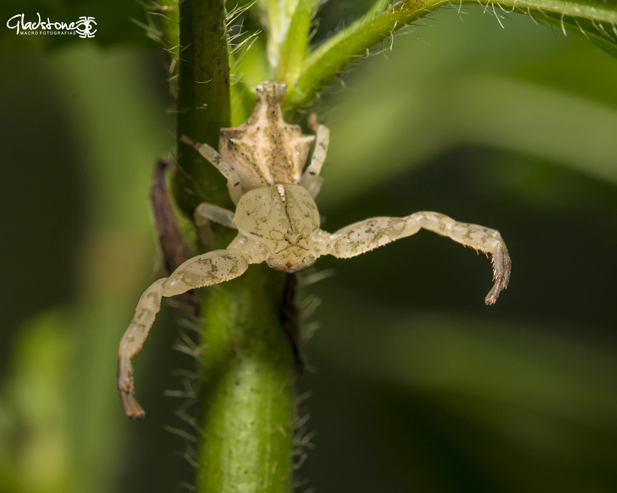 Sigma 105mm F2.8 EX DG OS HSM sample photo. Ton photography