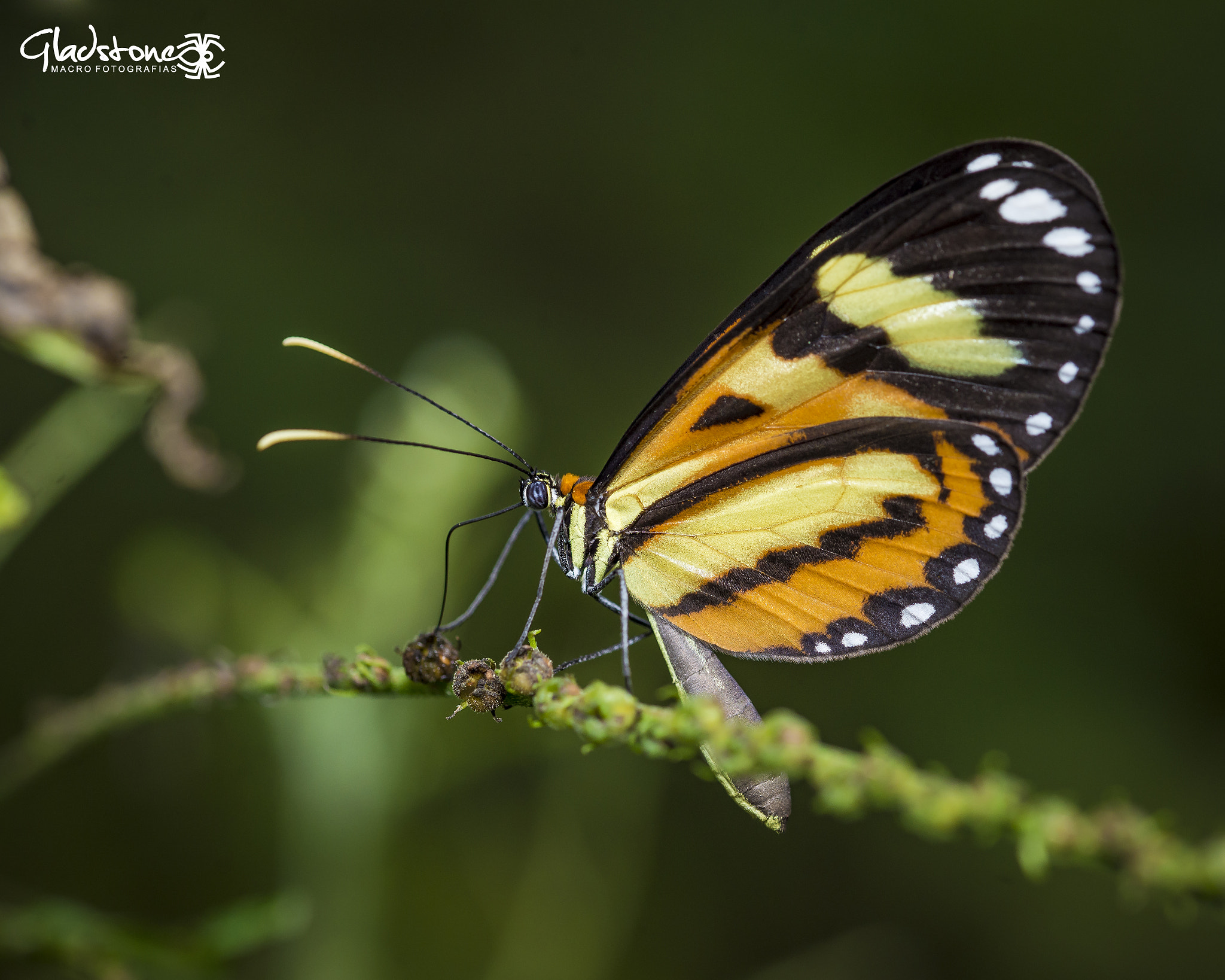 Sigma 105mm F2.8 EX DG OS HSM sample photo. Ton photography