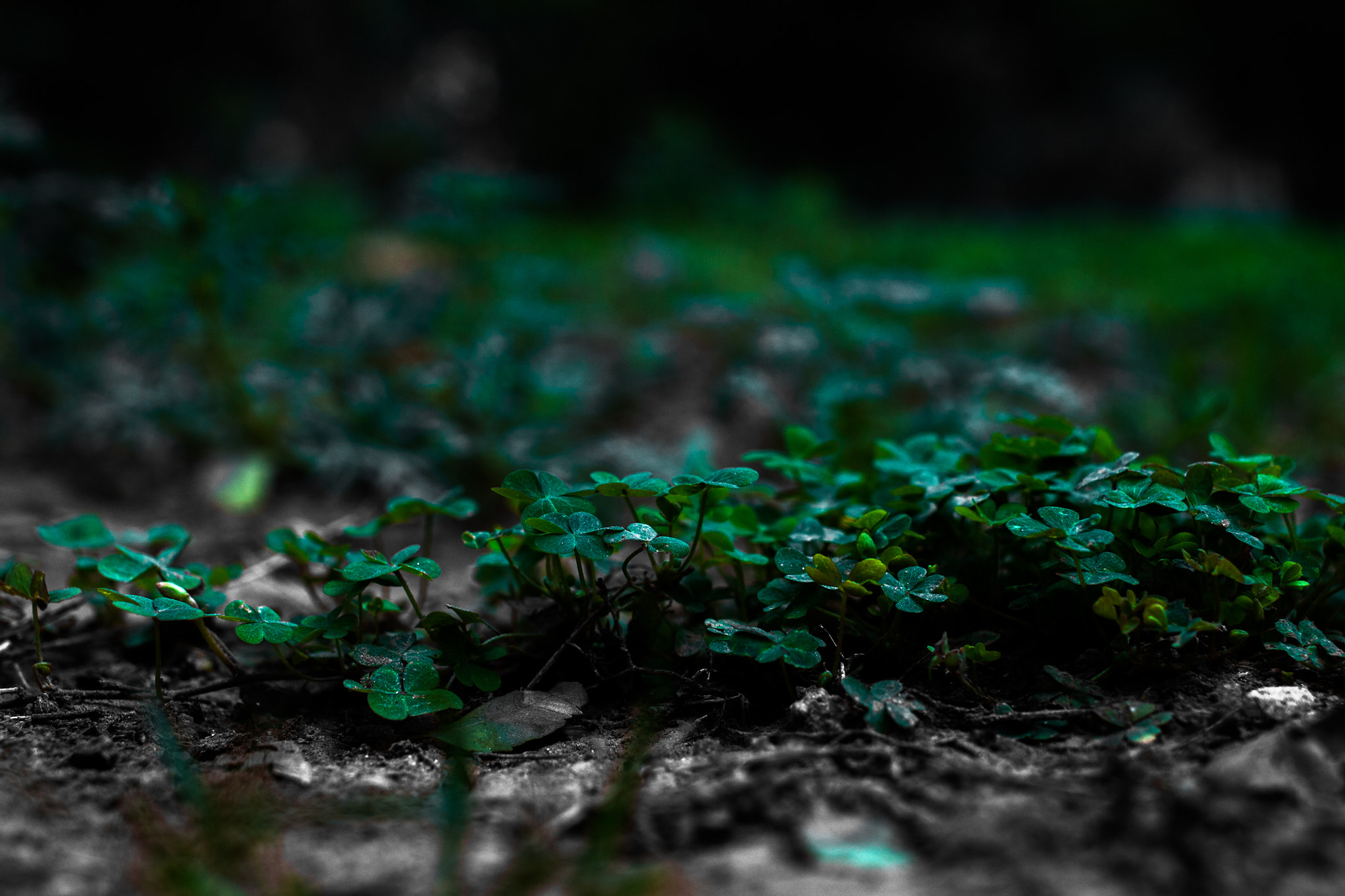 Canon EOS 700D (EOS Rebel T5i / EOS Kiss X7i) + Canon EF 40mm F2.8 STM sample photo. Emerald photography