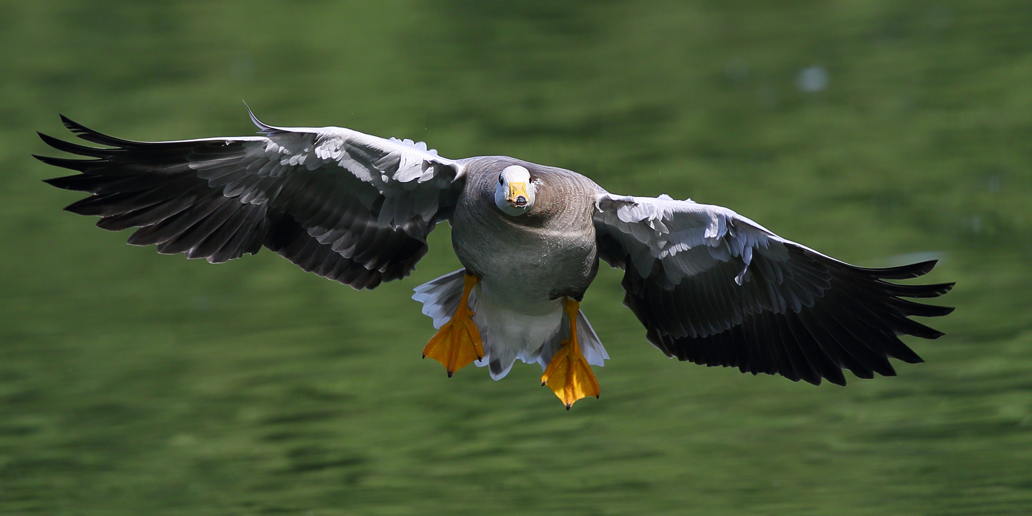 Canon EF 300mm F2.8L IS II USM sample photo. Anser indicus photography