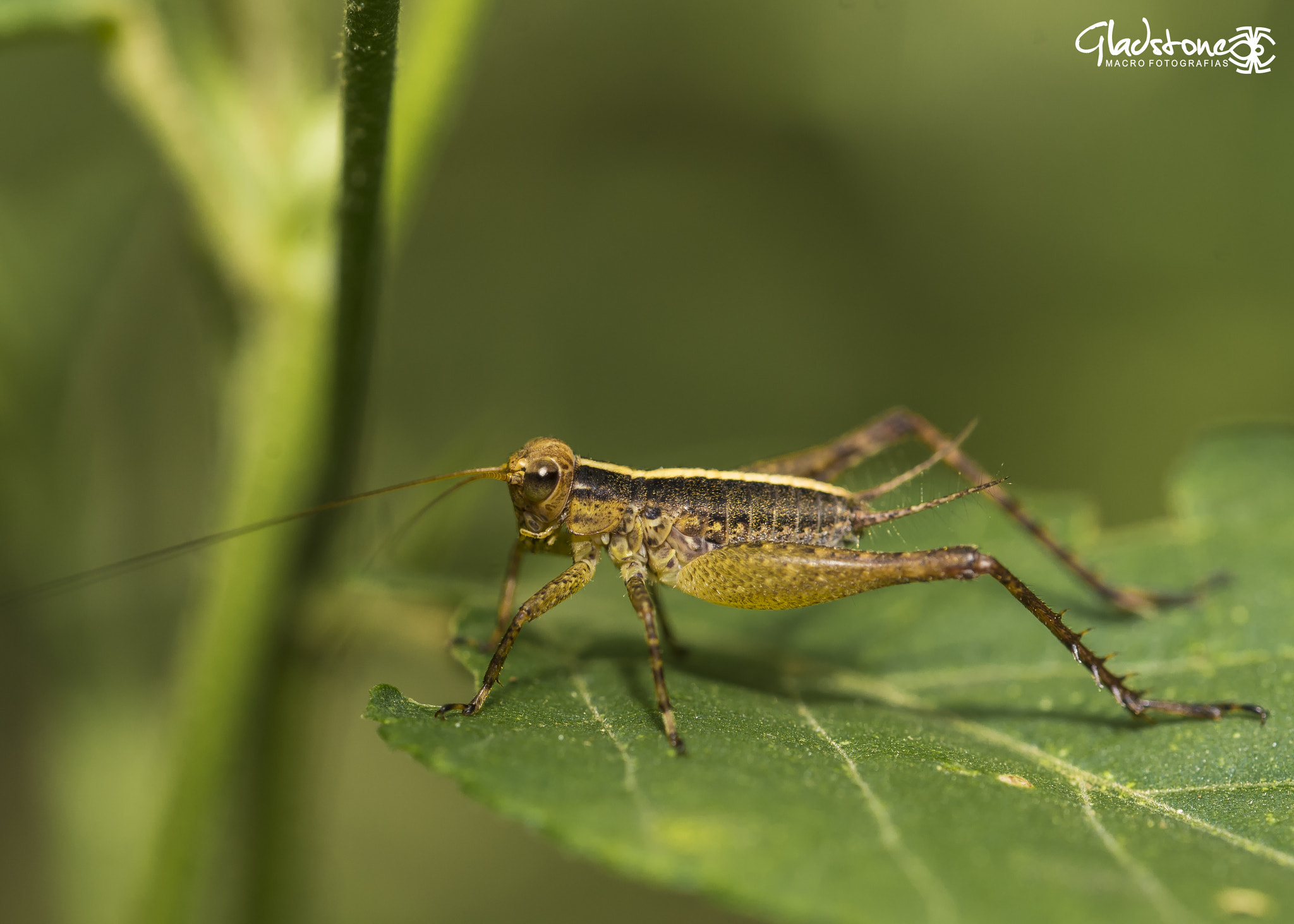 Sigma 105mm F2.8 EX DG OS HSM sample photo. Ton photography