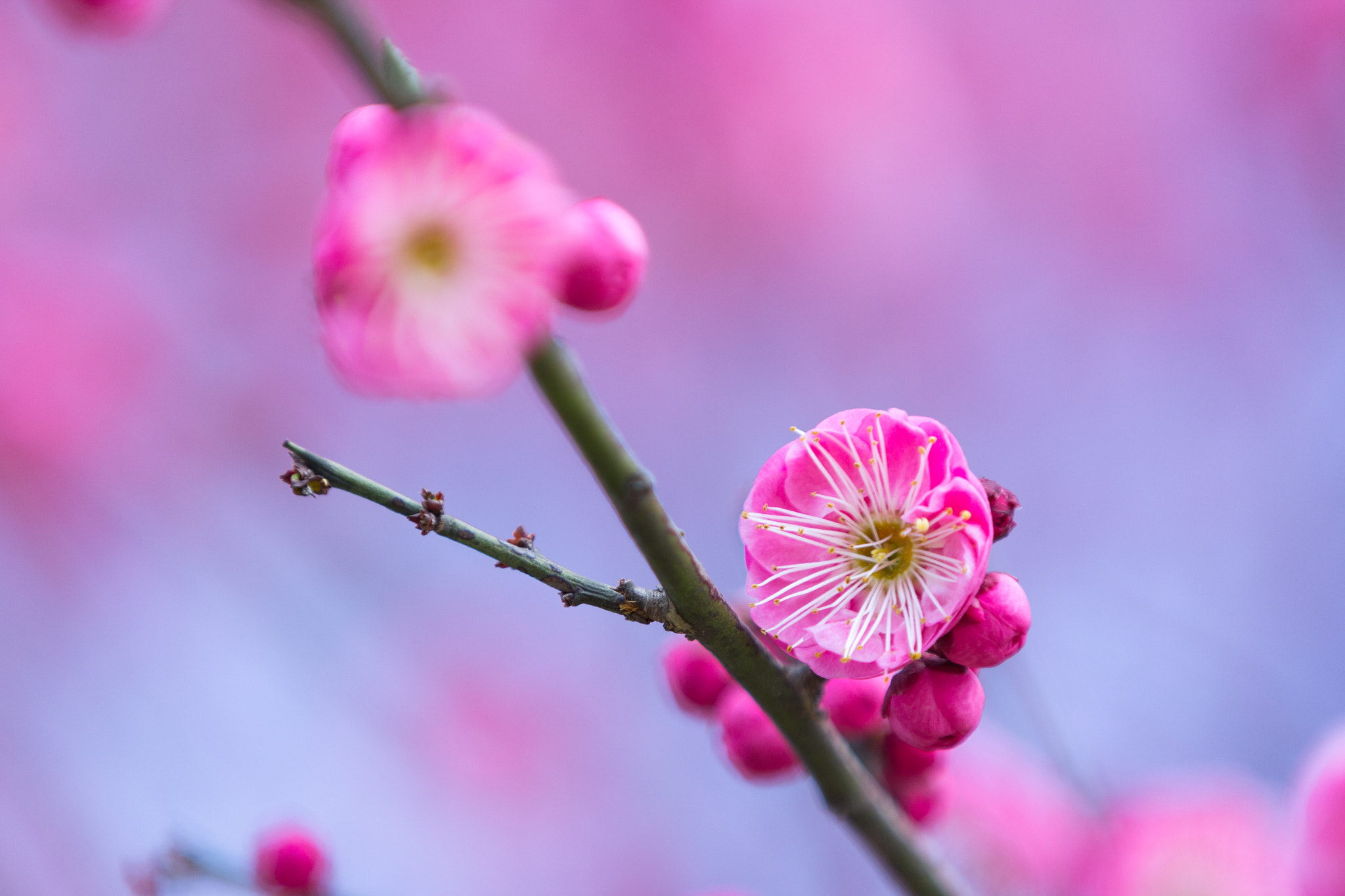 Canon EF 70-200mm F2.8L IS II USM sample photo. Plum@minhang sport park photography