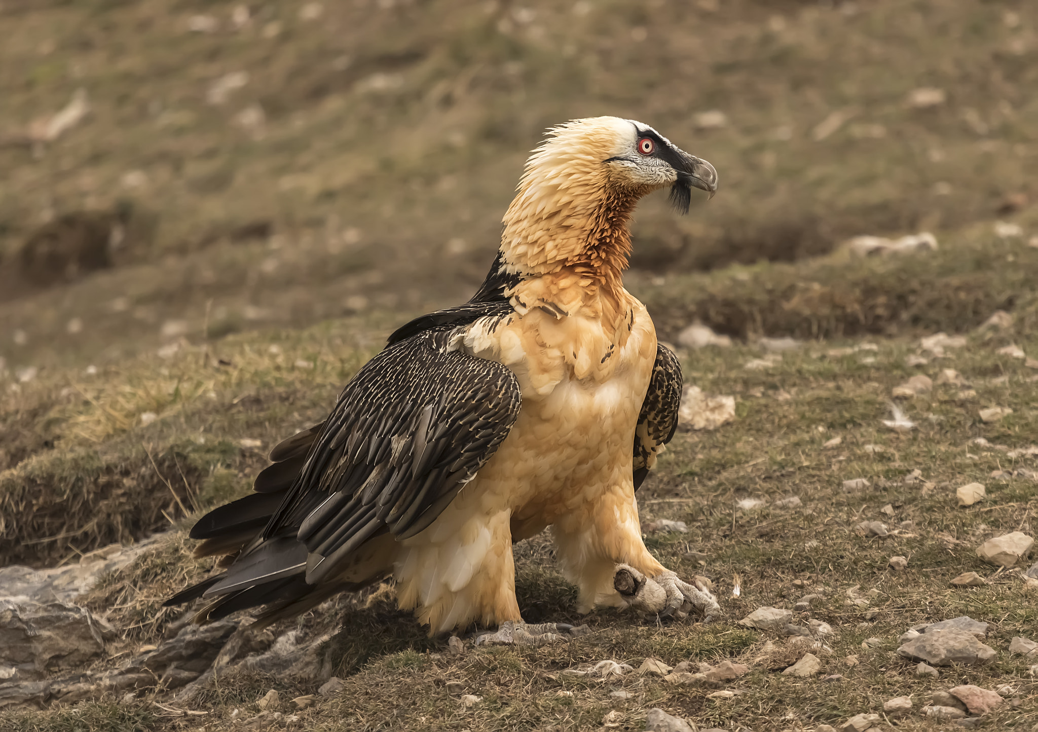 Canon EF 70-200mm F4L USM sample photo. Vulture photography