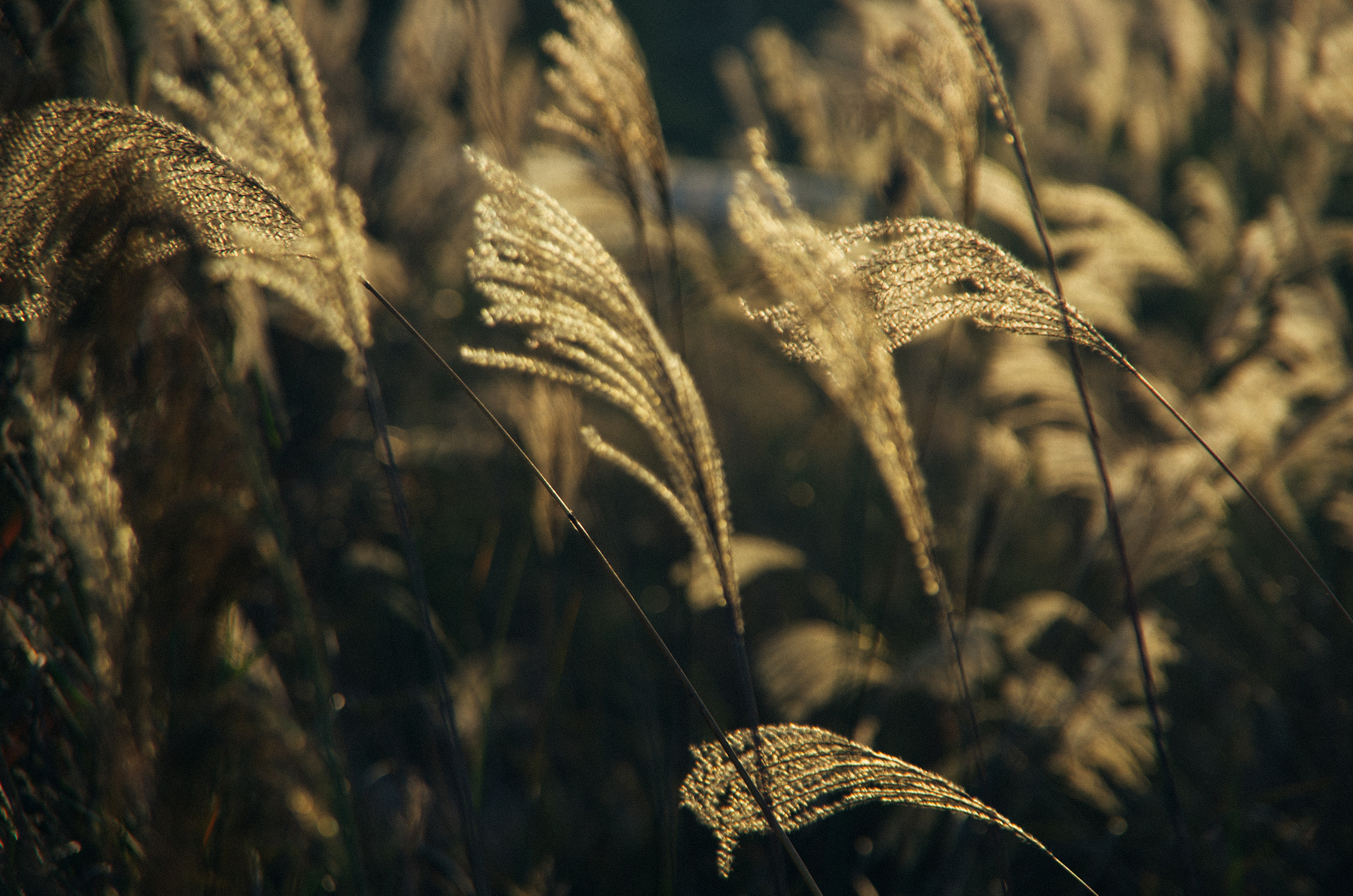 Pentax K-5 sample photo