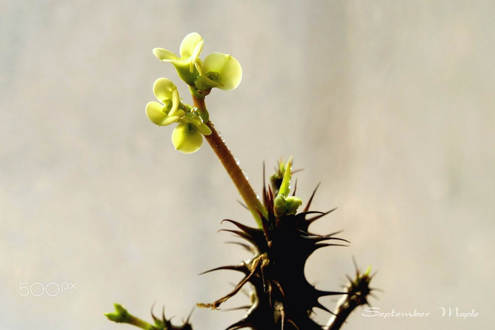 Sony NEX-5C sample photo. 虎刺梅 [euphorbia splendens] photography