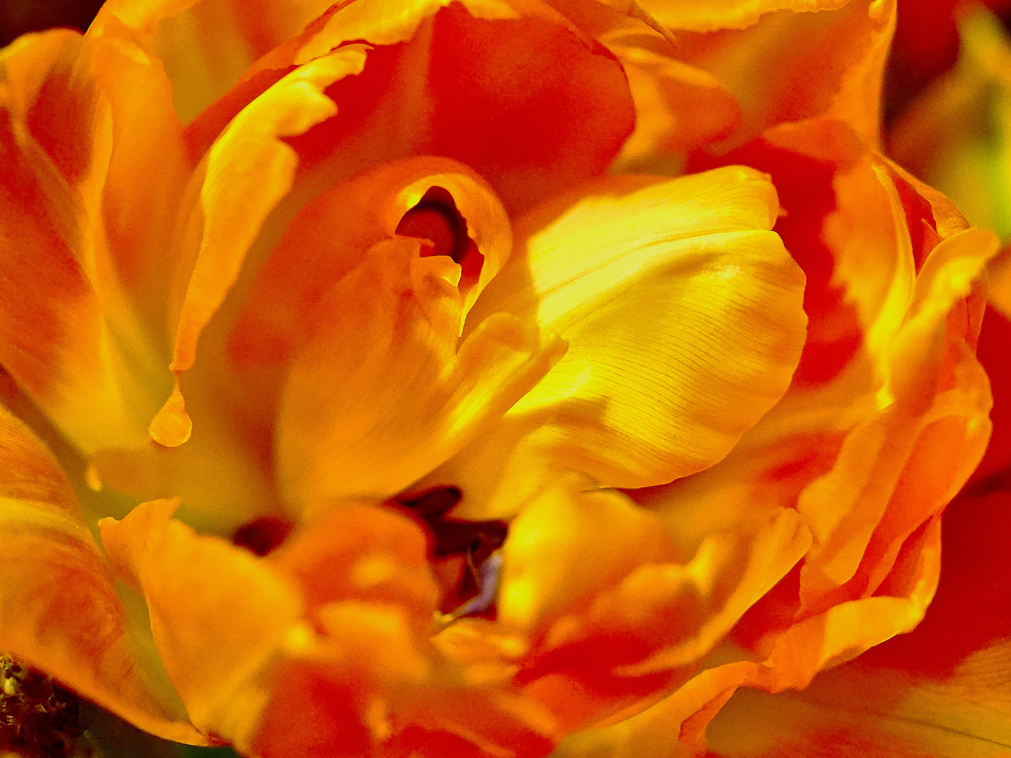 90mm F2.8 Macro SSM sample photo. Tulpe photography