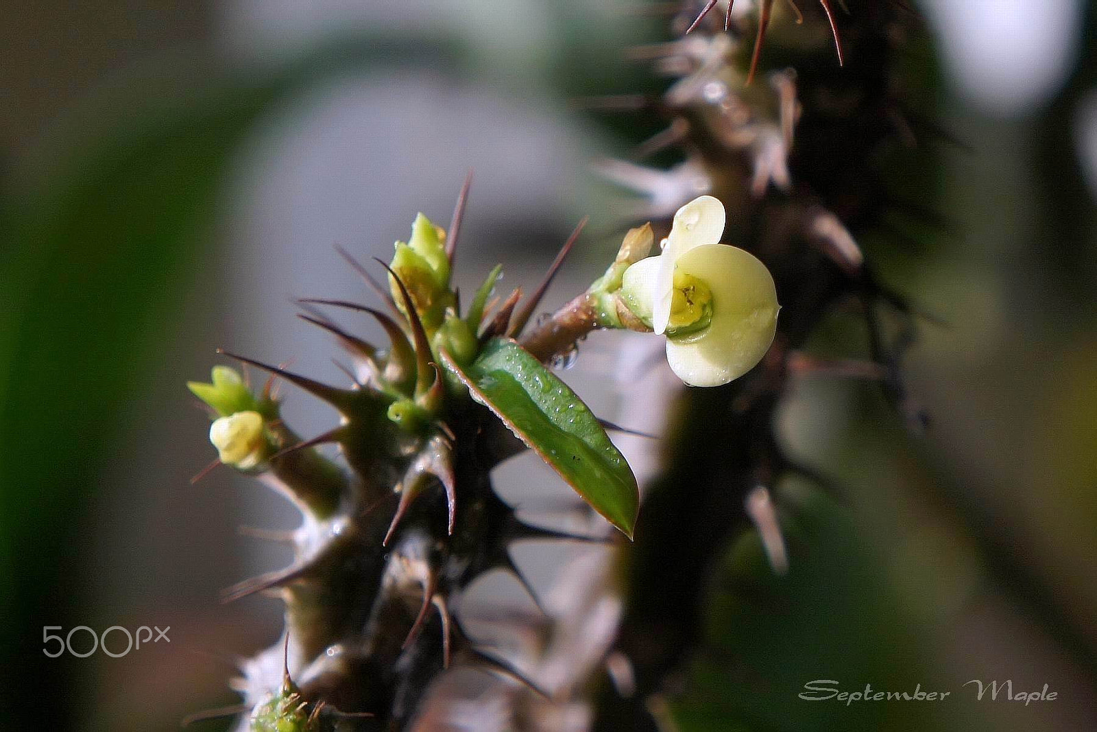 Sony NEX-5C sample photo. 春天的虎刺梅 [in the spring of  euphorbia] photography