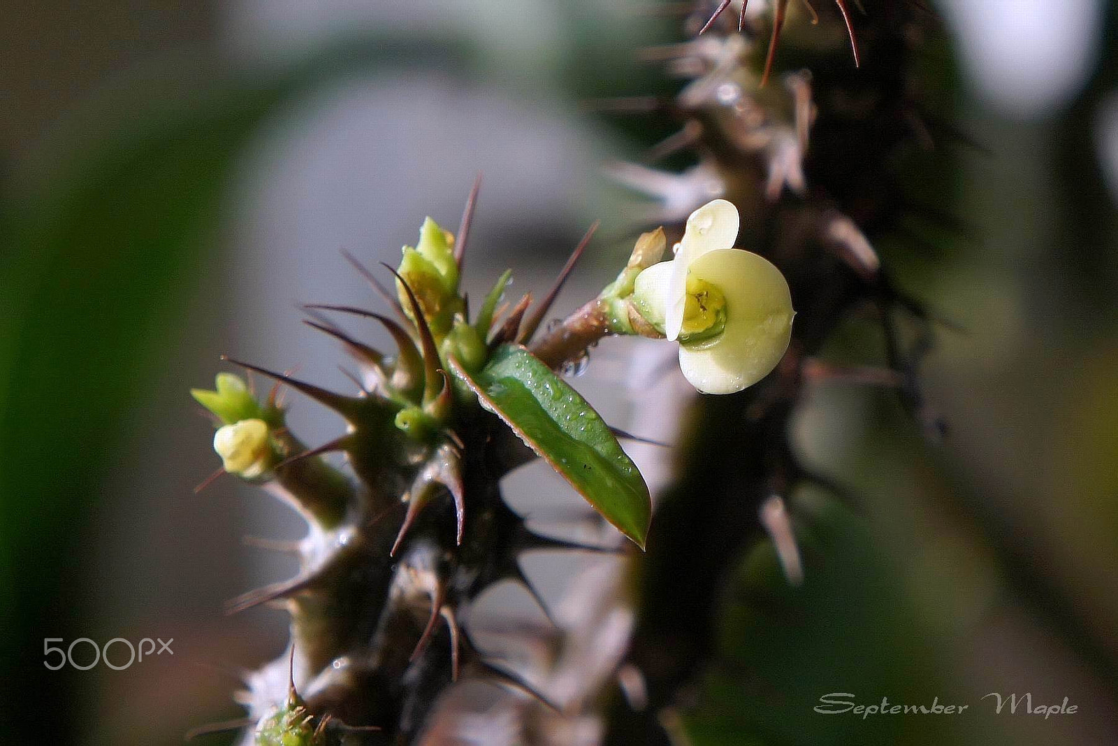 Sony NEX-5C + Sony E 18-55mm F3.5-5.6 OSS sample photo. 春天的虎刺梅 [in the spring of  euphorbia] photography