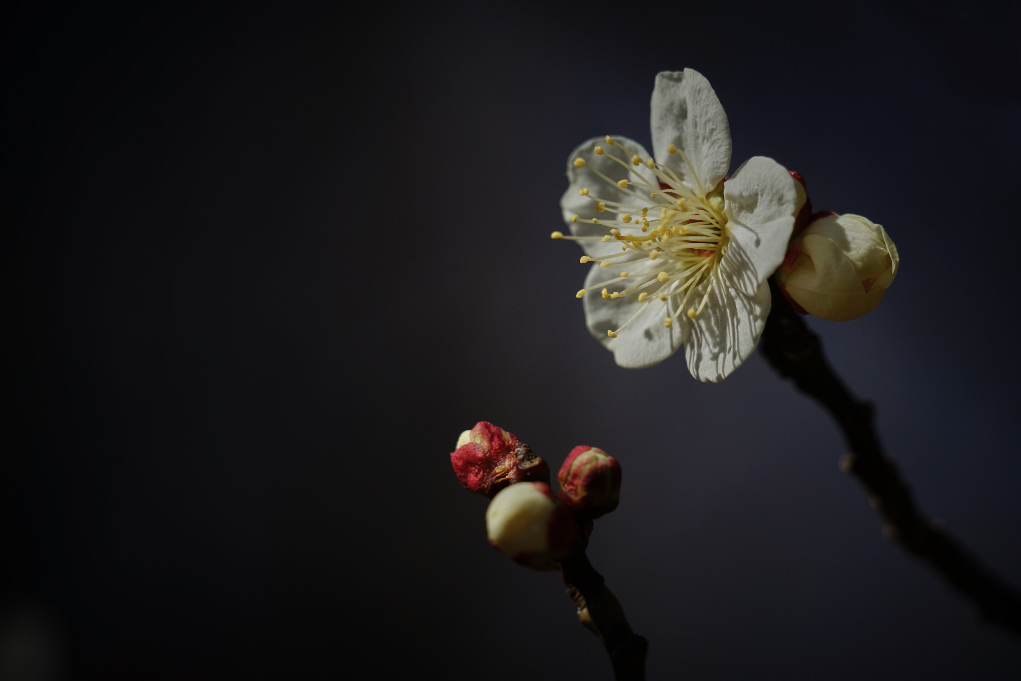 Sony a7 II sample photo. Plum blossom photography