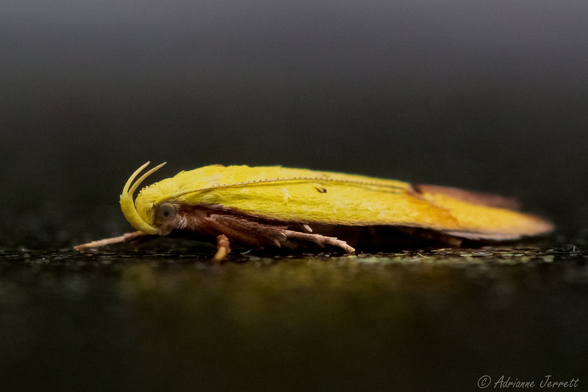 Canon EF 100mm F2.8 Macro USM sample photo. Gymnobathra flavidella photography
