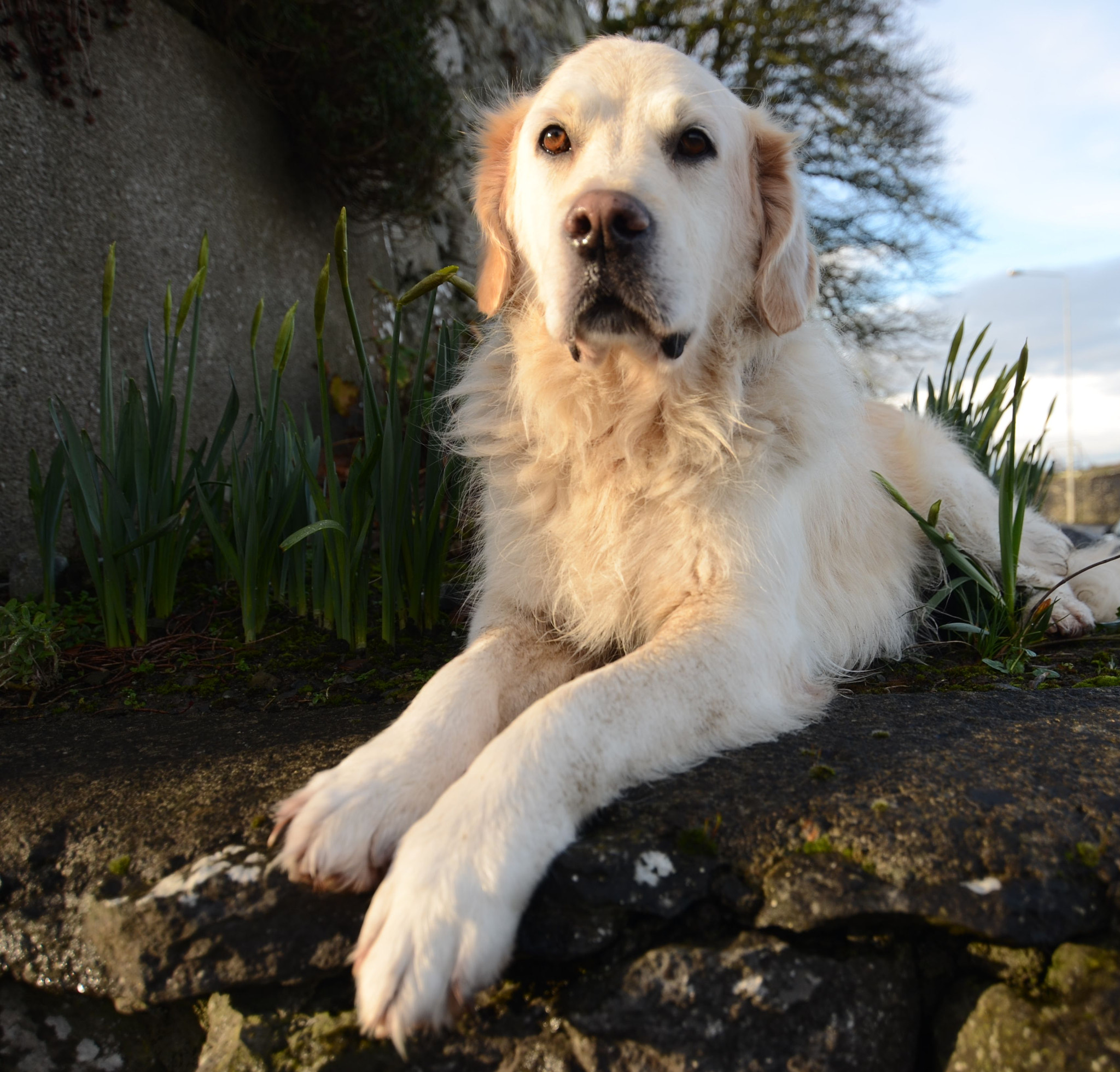 Nikon D7000 + Tokina AT-X Pro 11-16mm F2.8 DX sample photo. Scamall posing on top of unopened daffodils photography