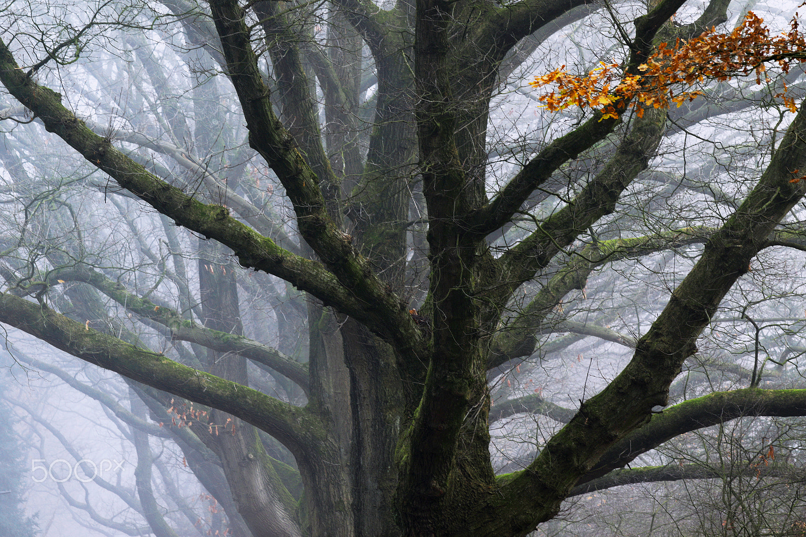 Canon EOS 7D Mark II sample photo. Crowns of old oaks trees in the mist photography