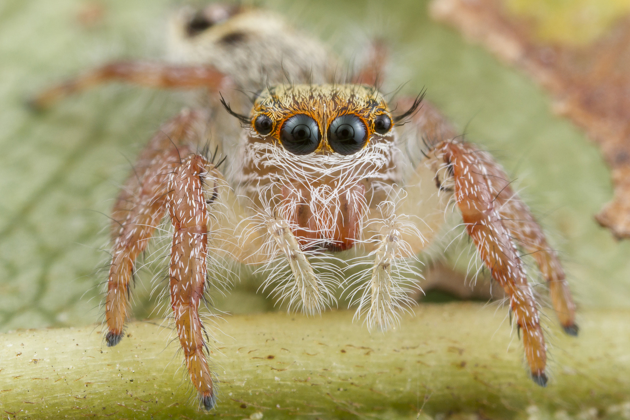 Canon EOS 7D + Canon MP-E 65mm F2.5 1-5x Macro Photo sample photo. Jumping spider photography