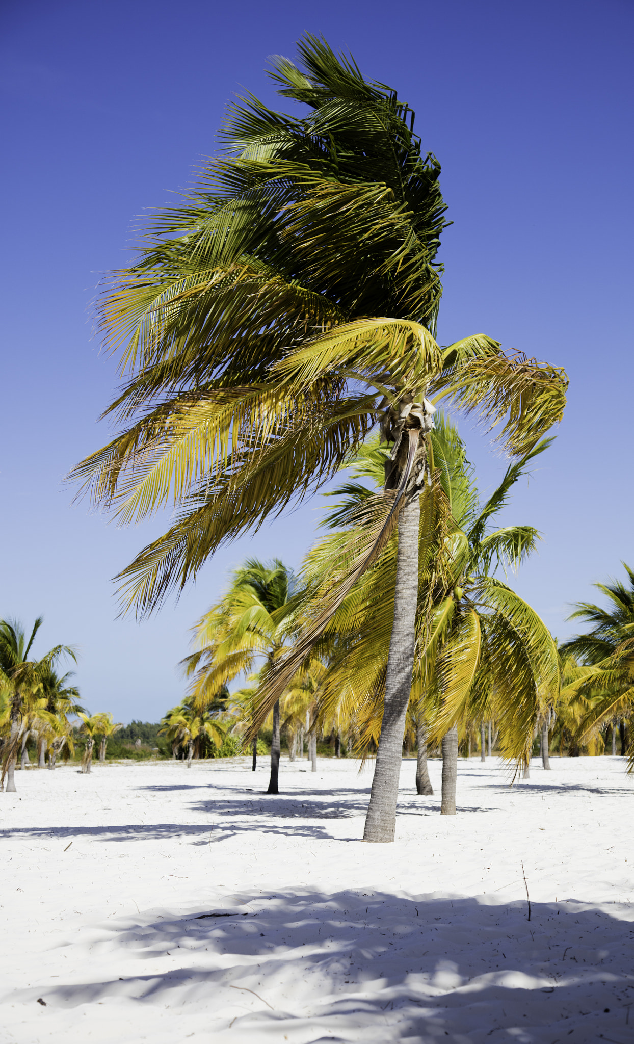 Canon EOS 5DS + Canon EF 24-105mm F4L IS USM sample photo. Playa cayo largo photography