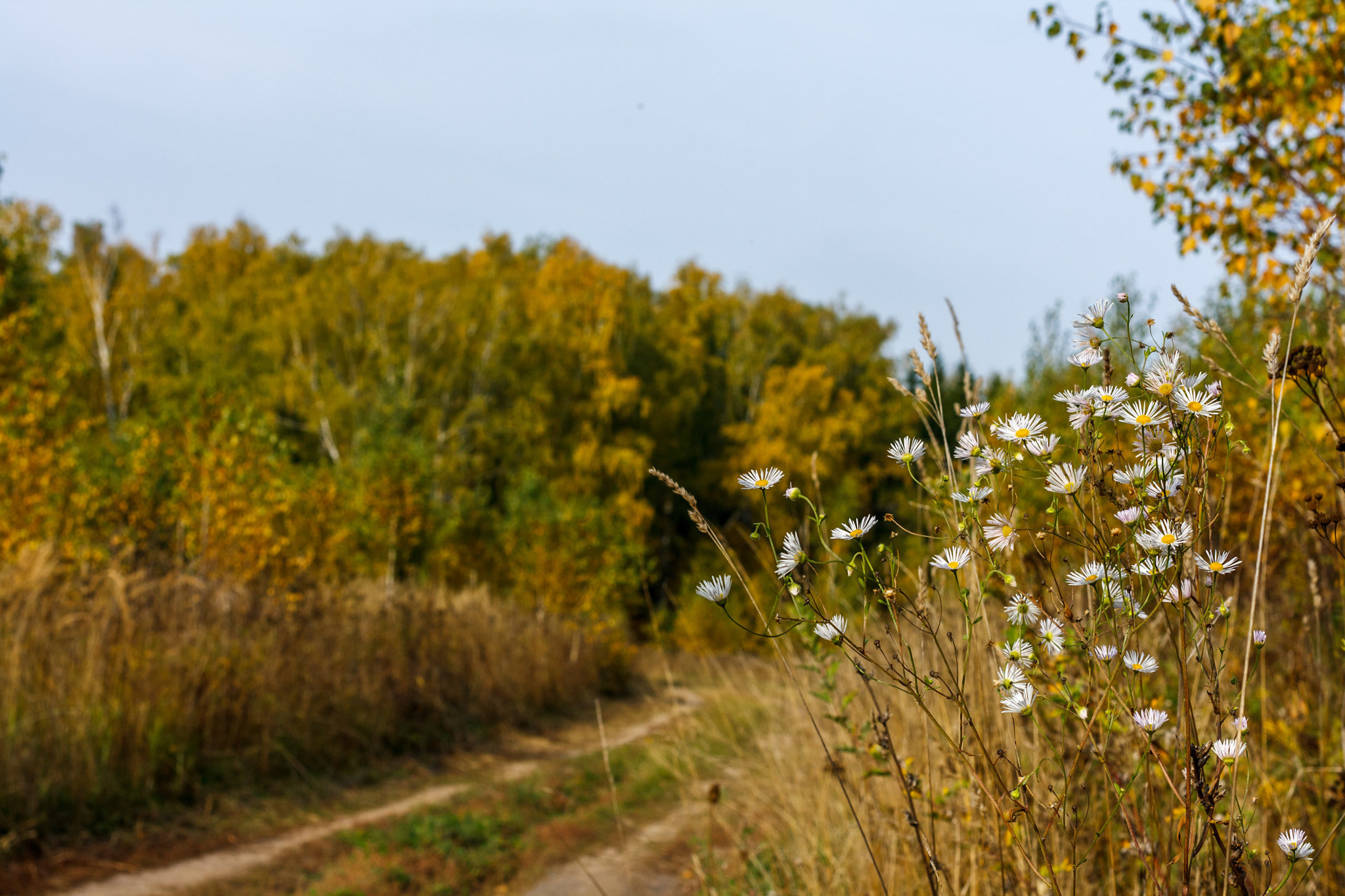 Canon EOS 1000D (EOS Digital Rebel XS / EOS Kiss F) sample photo. Russian nature photography