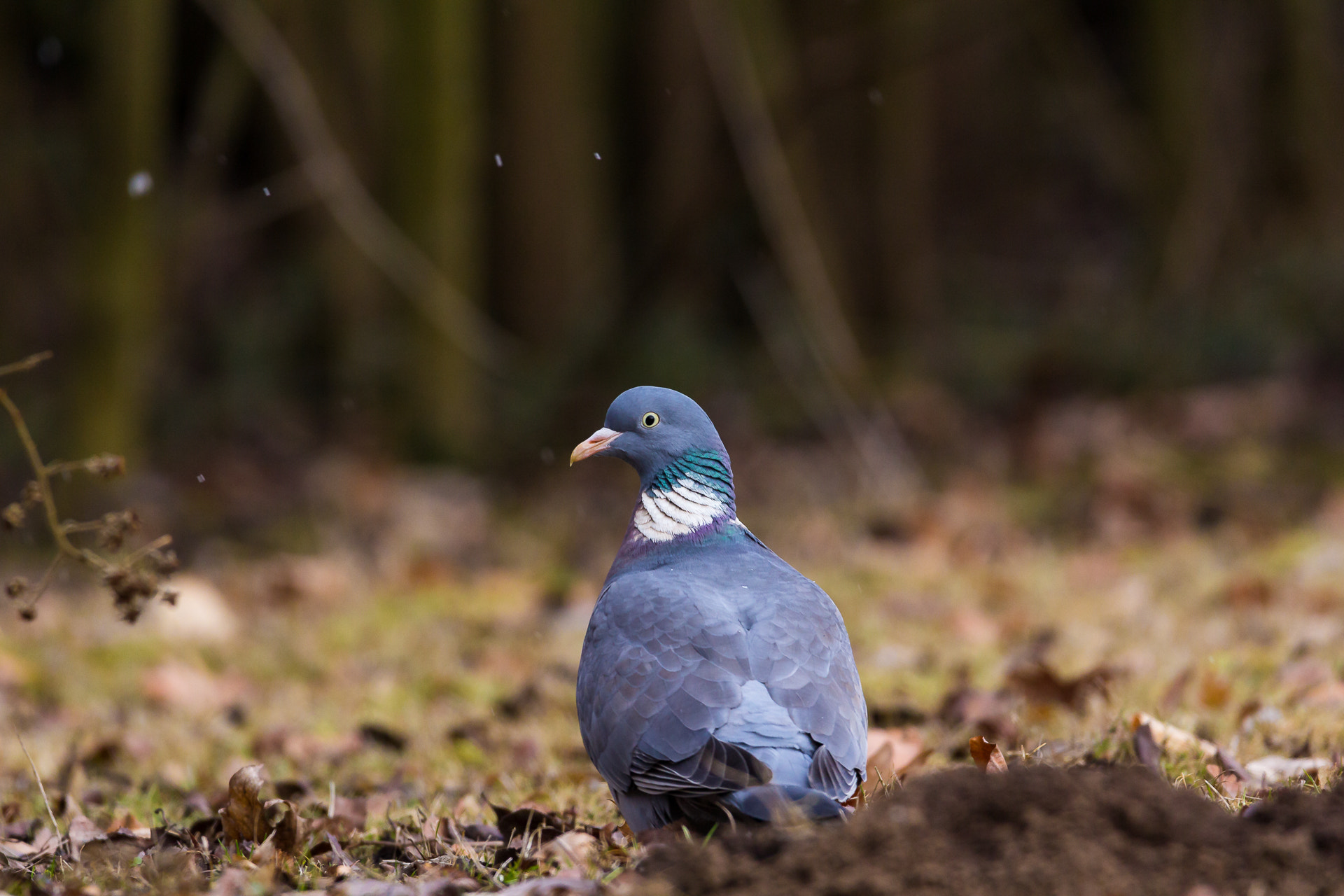 150-600mm F5-6.3 DG OS HSM | Contemporary 015 sample photo. Pigeon photography