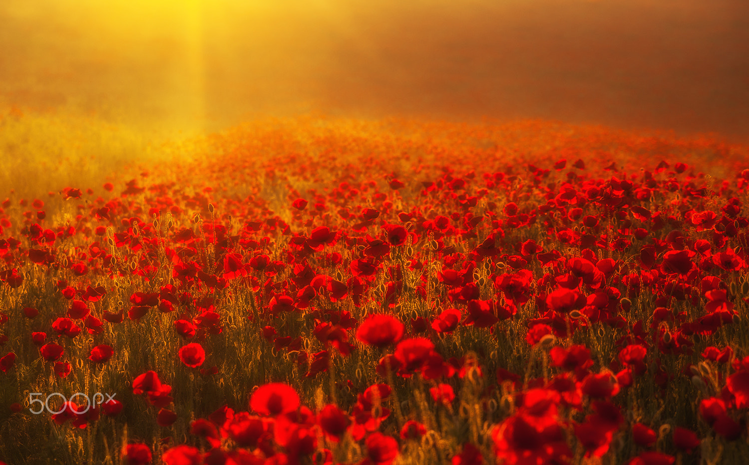 Sony Alpha DSLR-A900 + Tamron SP 24-70mm F2.8 Di VC USD sample photo. Red dawn photography