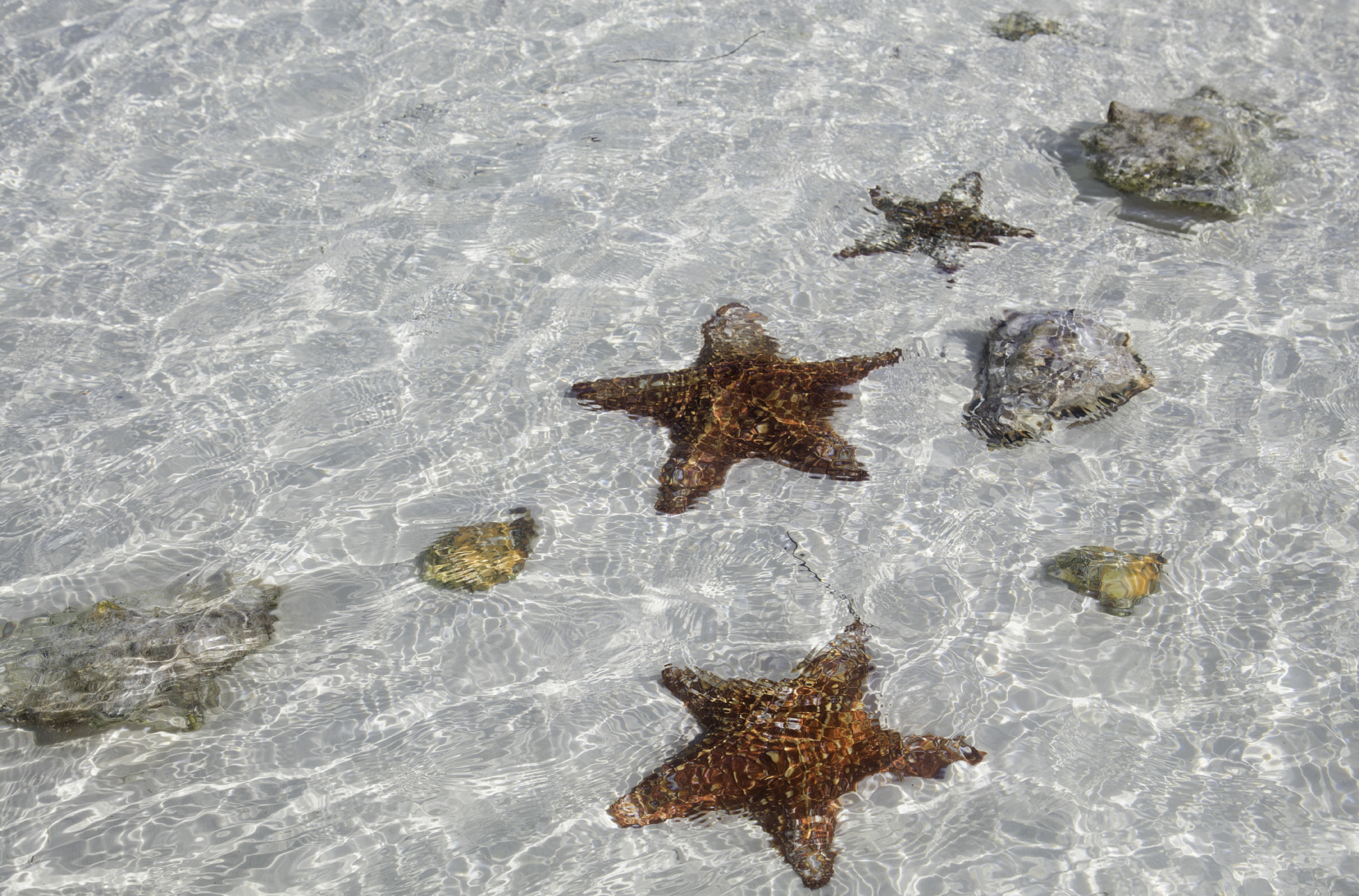 Canon EOS 5DS + Canon EF 24-105mm F4L IS USM sample photo. Stelle marine photography