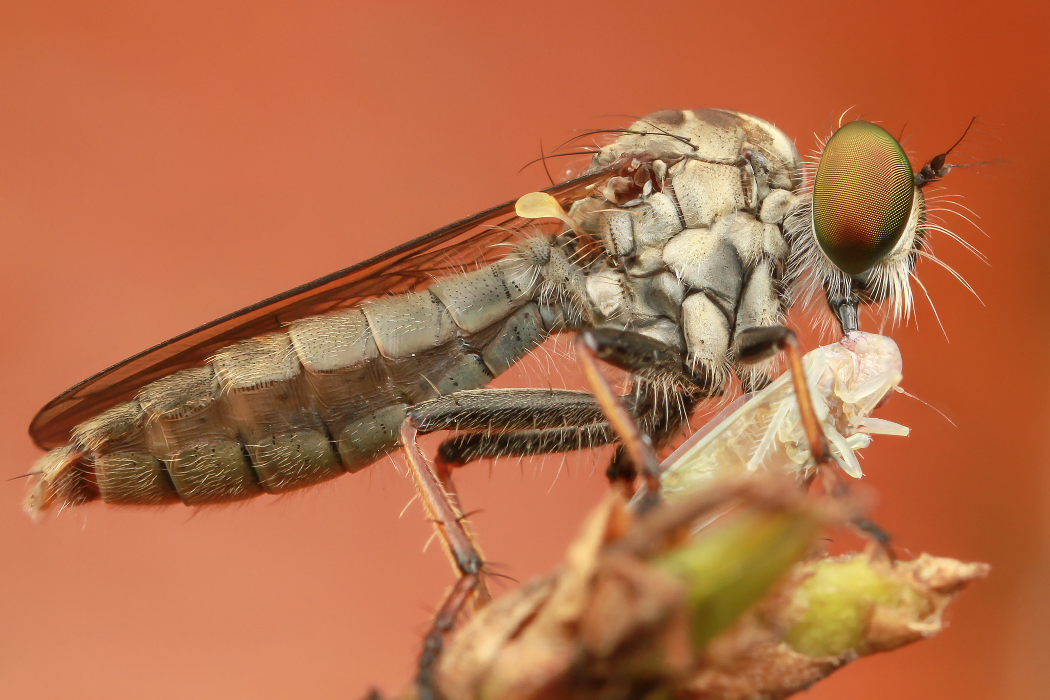 Canon EOS 7D + Canon MP-E 65mm F2.5 1-5x Macro Photo sample photo. Robberfly photography