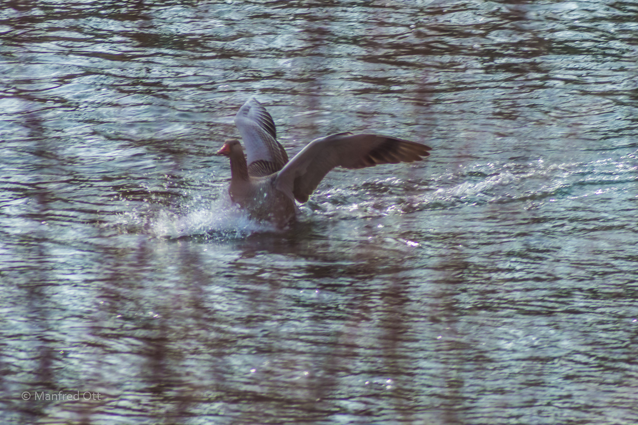 Nikon D3200 sample photo. Graugans photography
