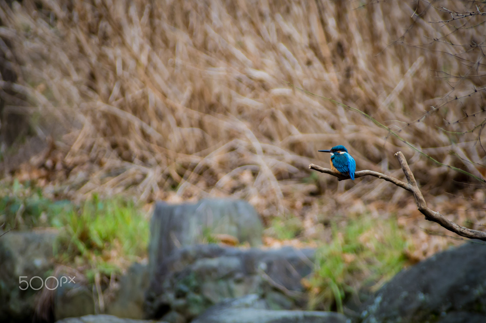 Pentax K-S2 sample photo. Kingfishers photography