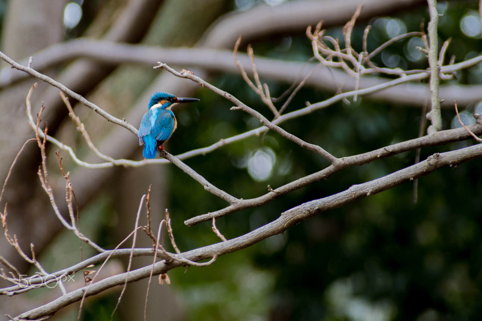 Pentax K-S2 + Sigma sample photo. Kingfishers photography