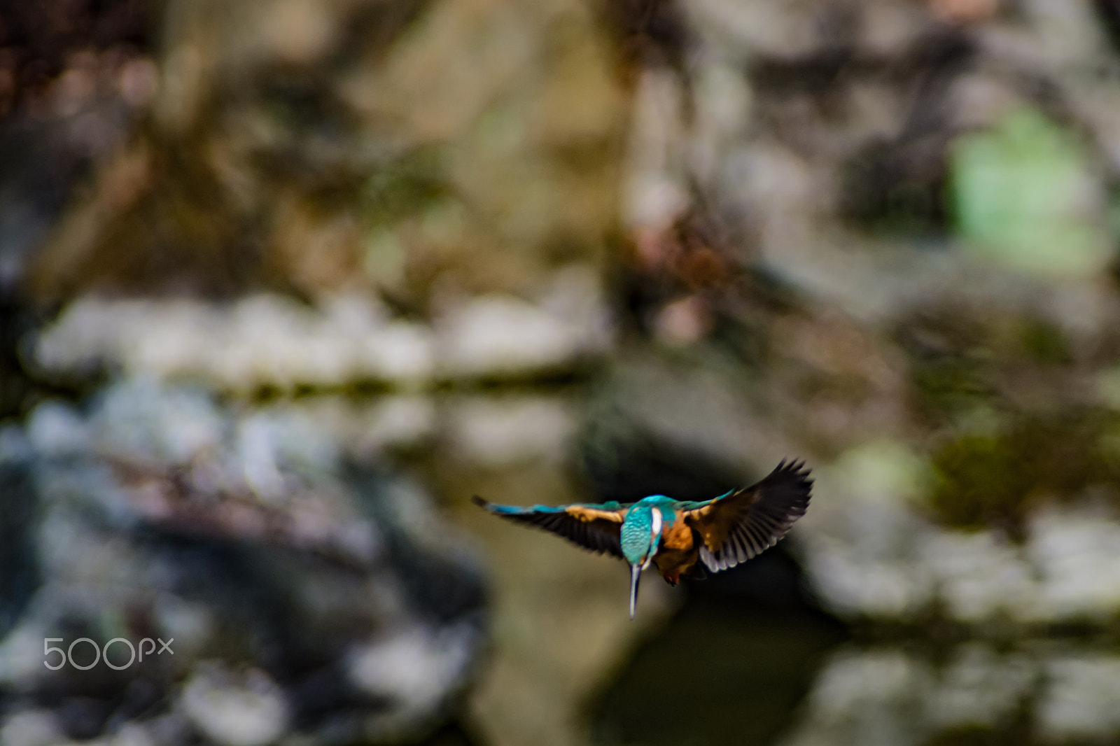 Pentax K-S2 sample photo. Kingfishers photography