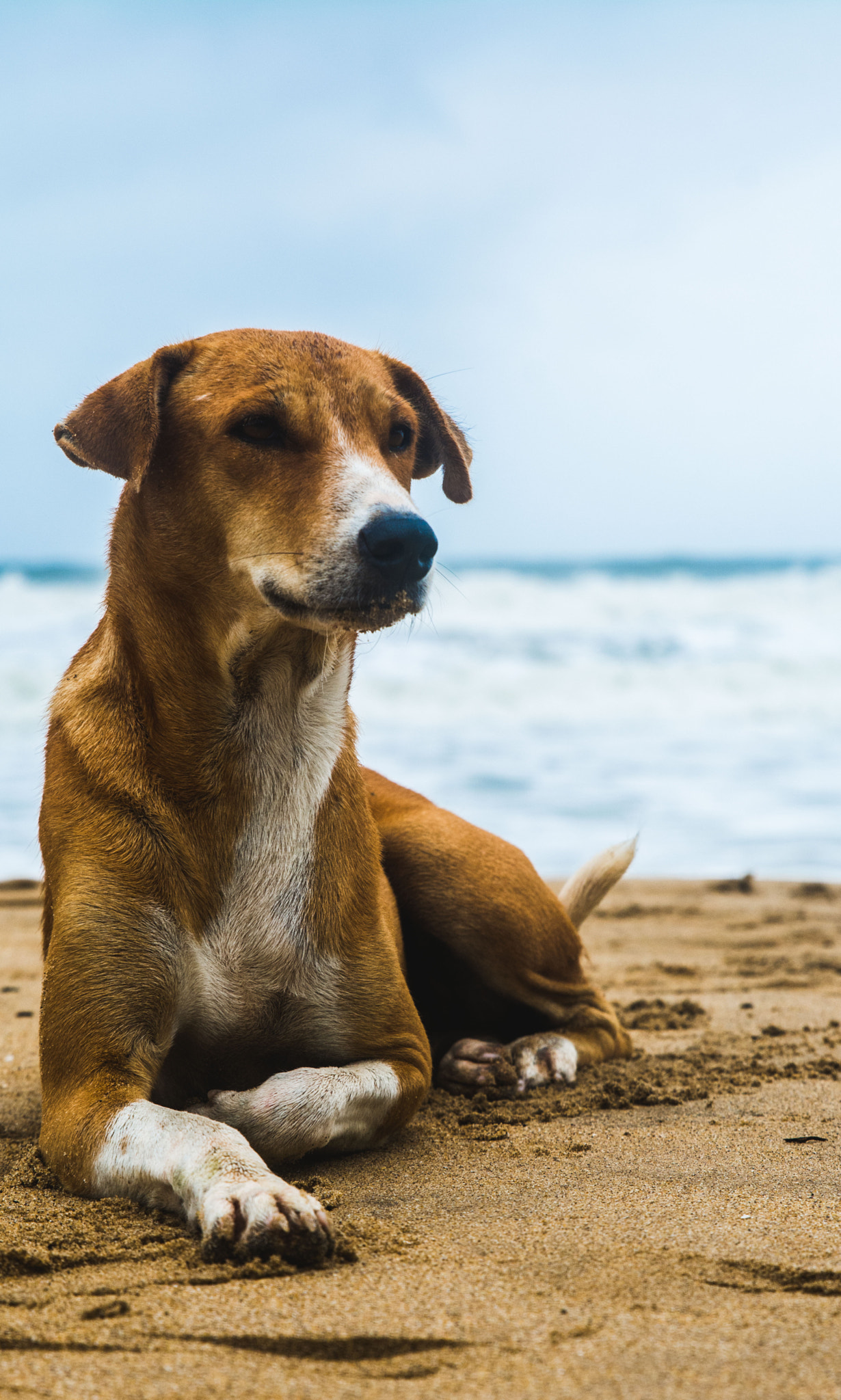 Tamron SP 24-70mm F2.8 Di VC USD sample photo. The doggie photography