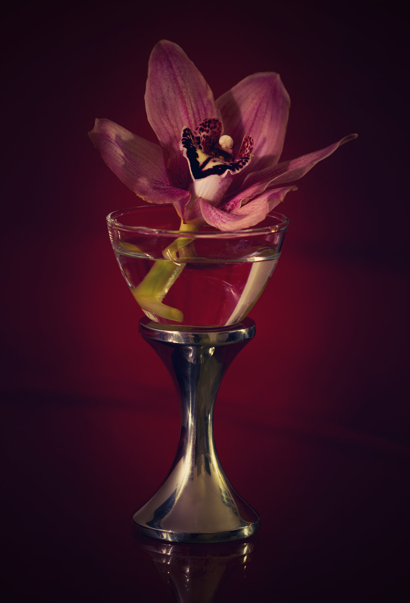 Canon EF 100mm F2.8 Macro USM sample photo. Orchids photography