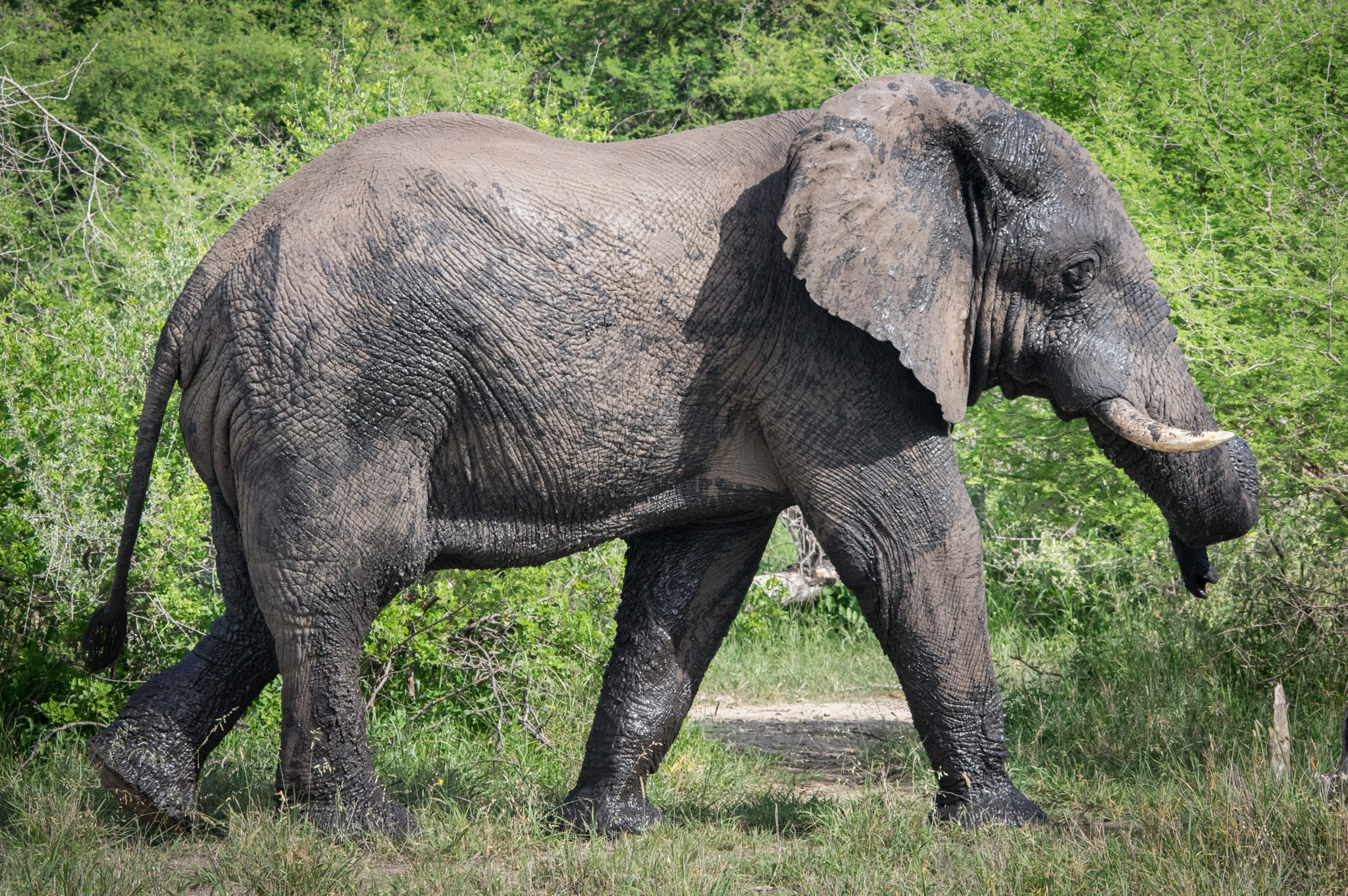 Pentax K-3 + Sigma 70-200mm F2.8 EX DG Macro HSM II sample photo. Elephant photography