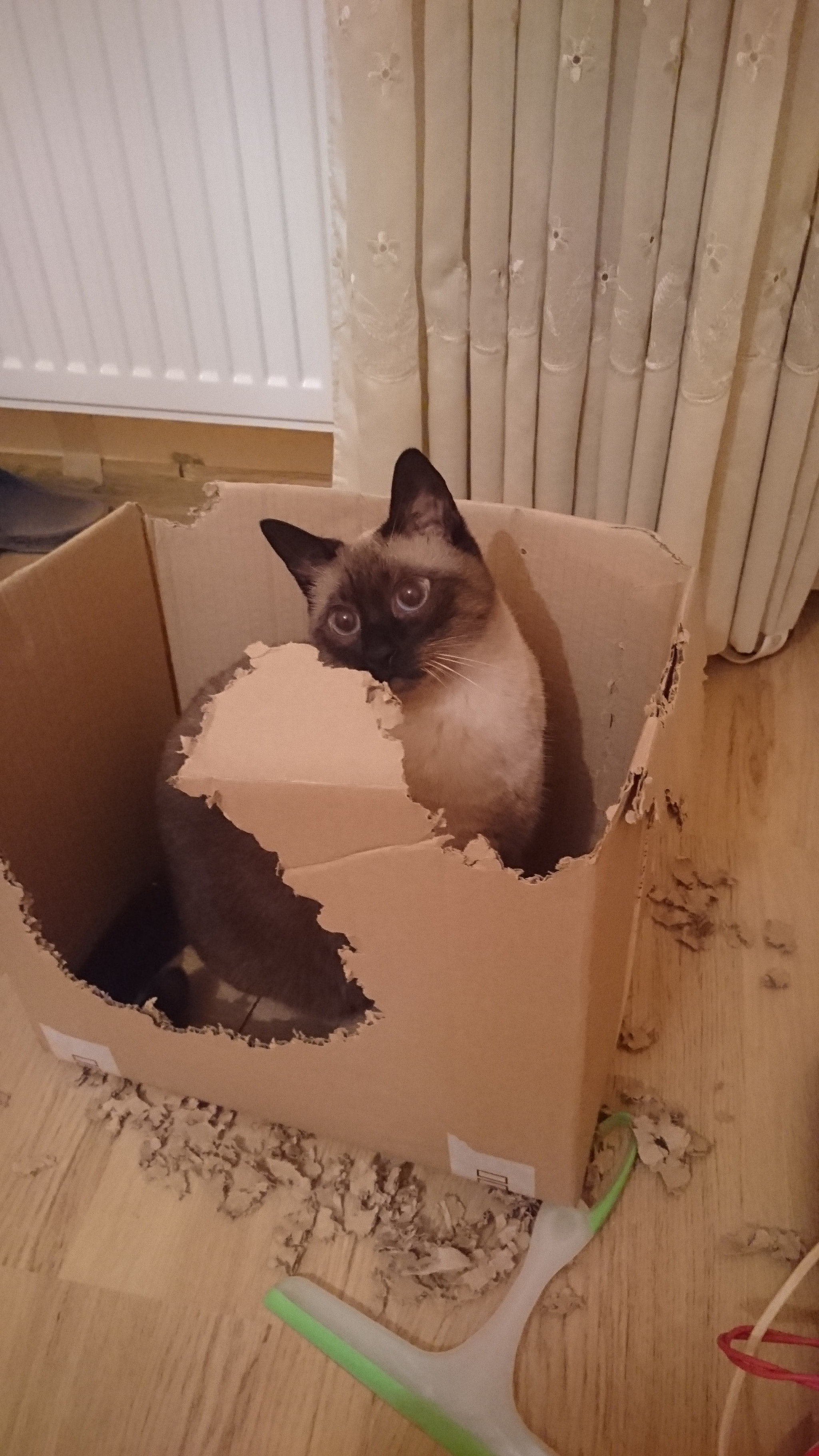Sony Xperia Z3+ sample photo