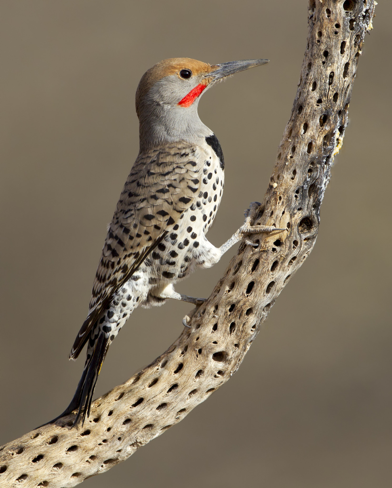 Canon EF 500mm F4L IS USM sample photo. Gilded flicker photography