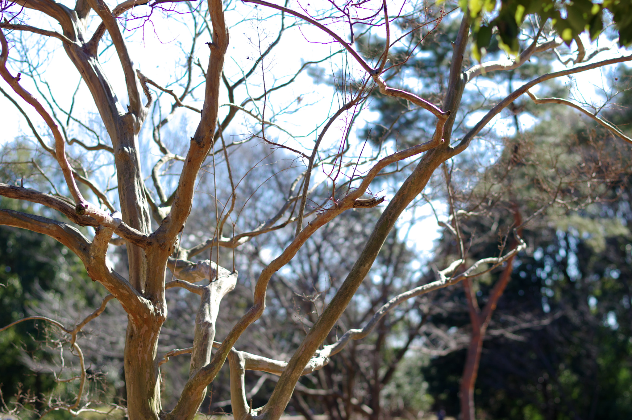 Pentax smc DA* 55mm F1.4 SDM sample photo. On such a cold day in tokyo,,, photography