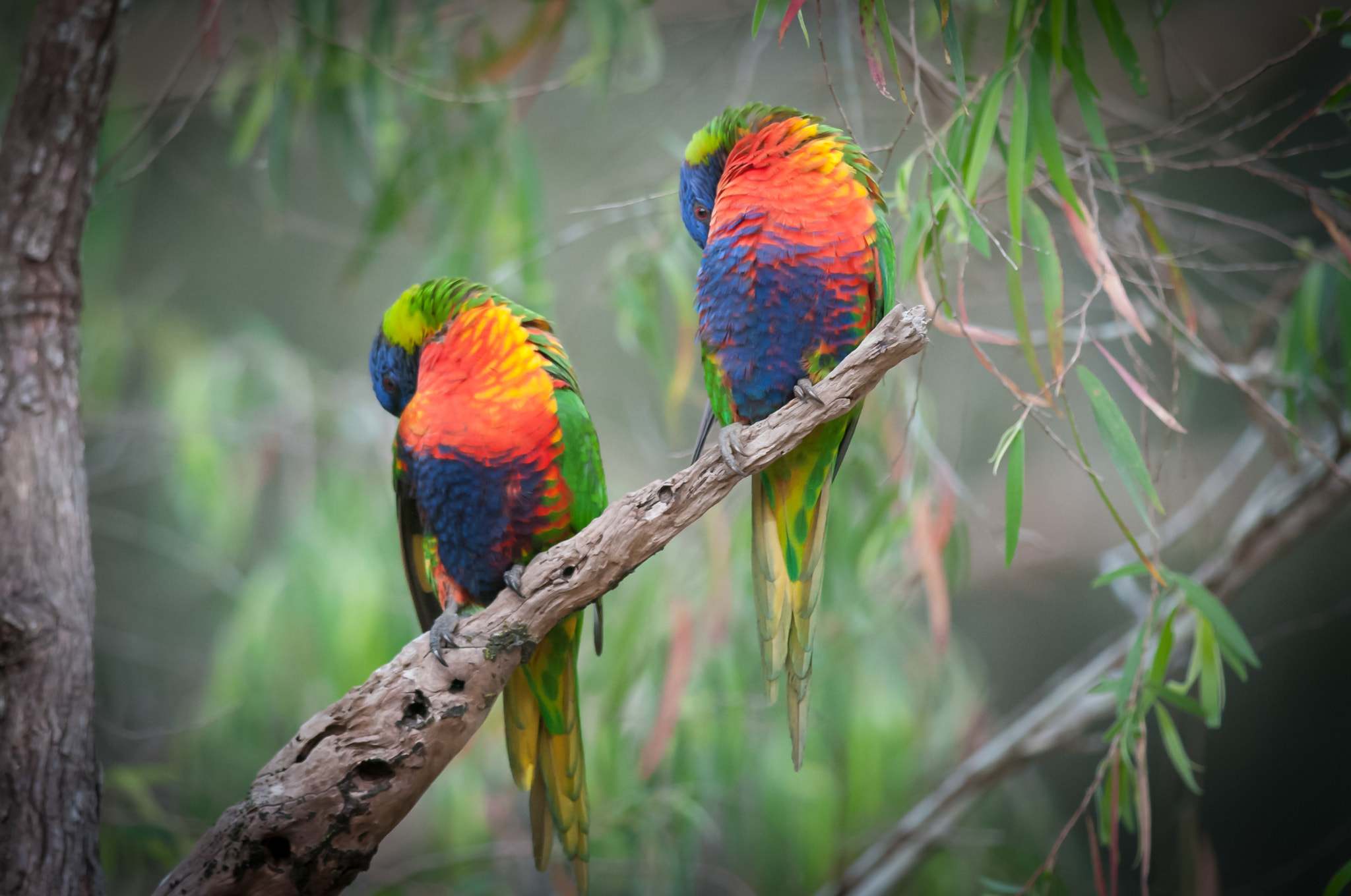 Nikon D300S sample photo. Synchronised preening - soon to be an olympic sport! photography