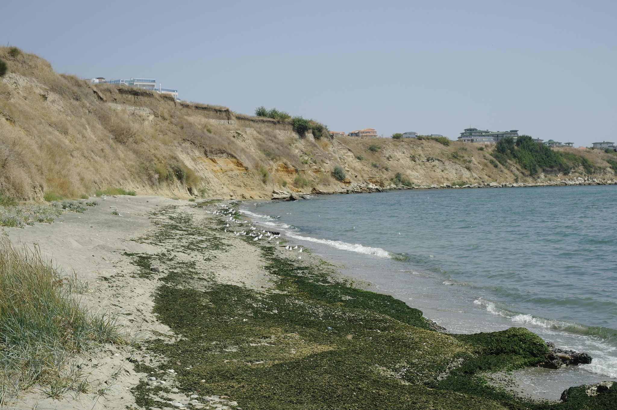 Samsung NX10 sample photo. Gulls and tina photography