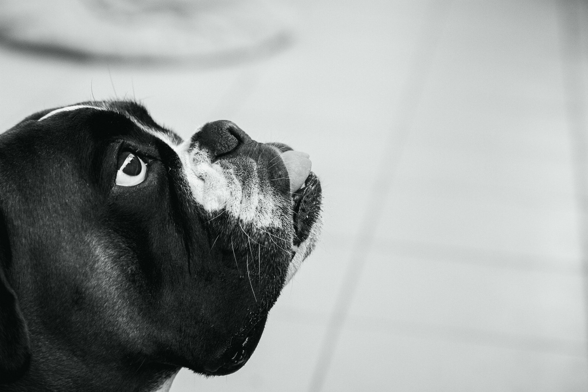 Sigma 50mm F1.4 EX DG HSM sample photo. Admiration. photography
