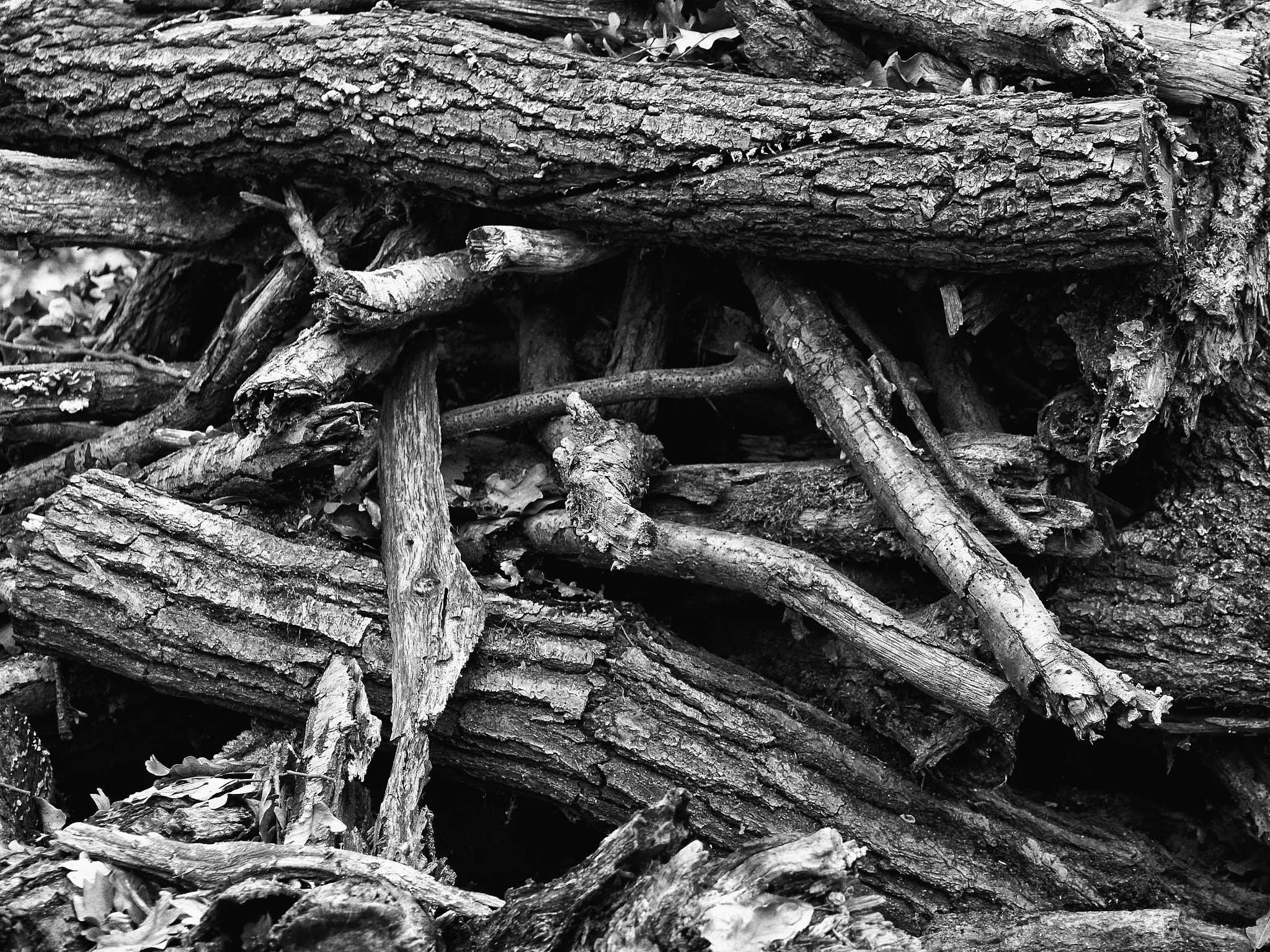 Panasonic Lumix DMC-GH3 sample photo. Rejected ii photography