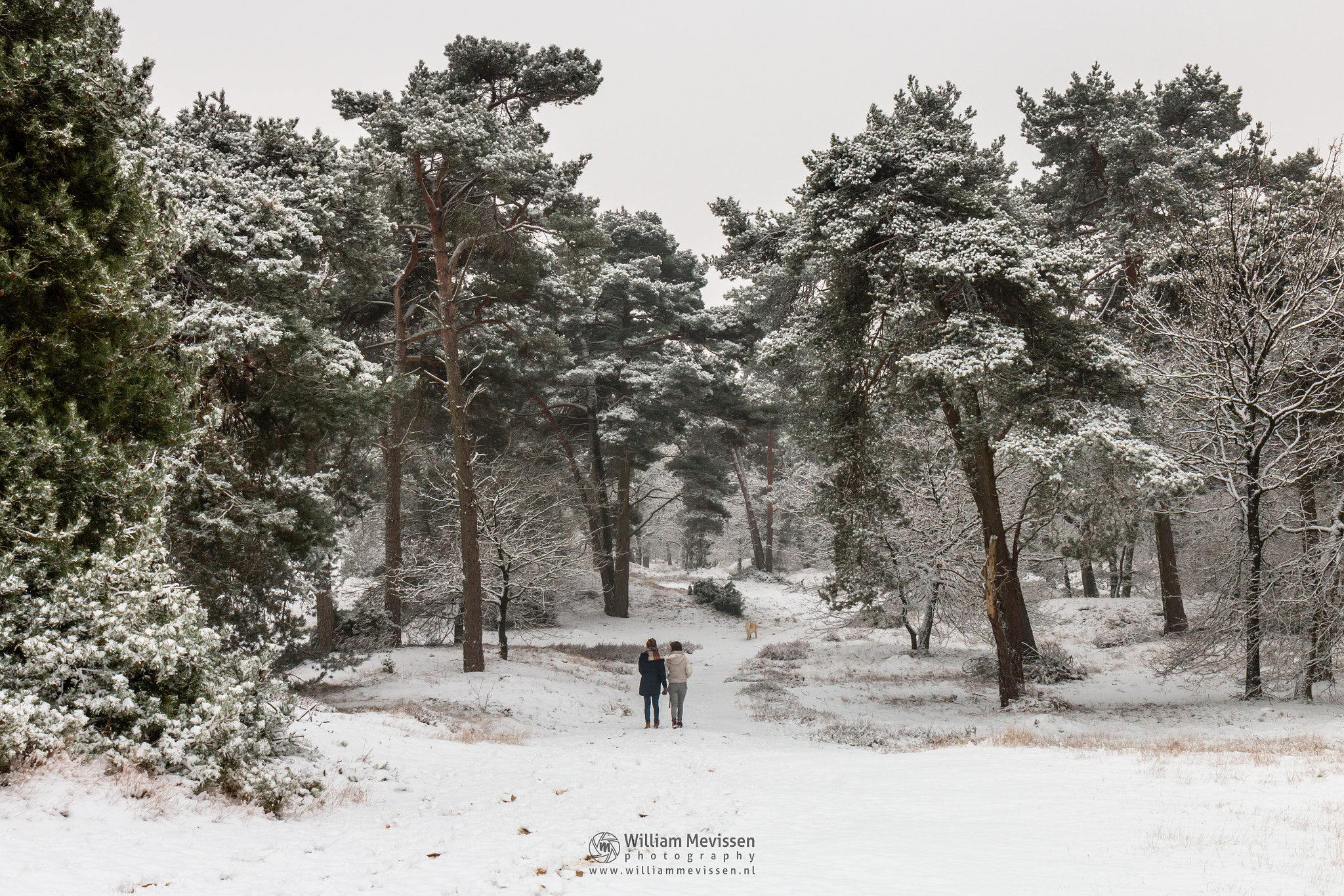 Canon EF 24-70mm F4L IS USM sample photo. Winter dog walking photography