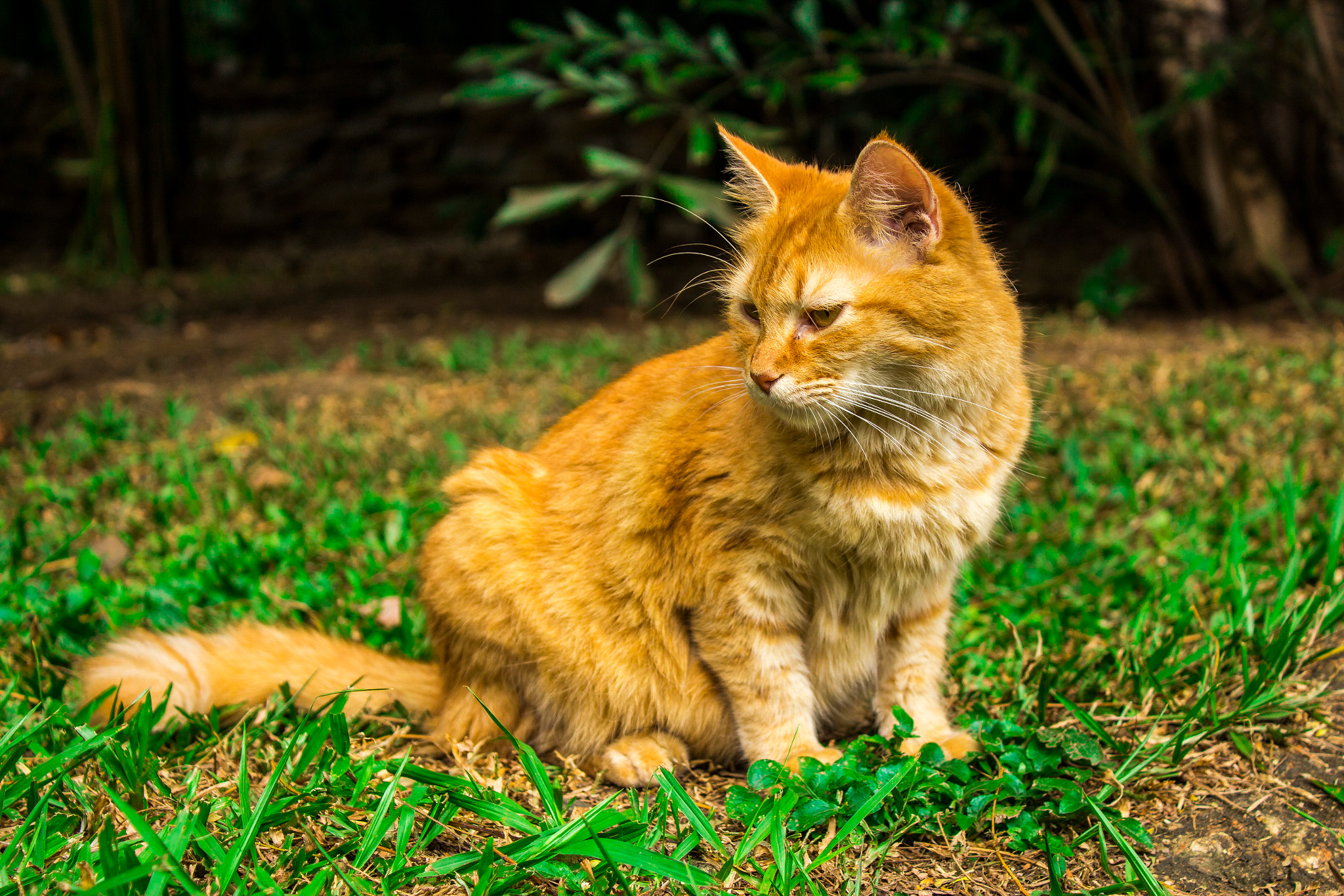Canon EOS 650D (EOS Rebel T4i / EOS Kiss X6i) sample photo. Cat photography