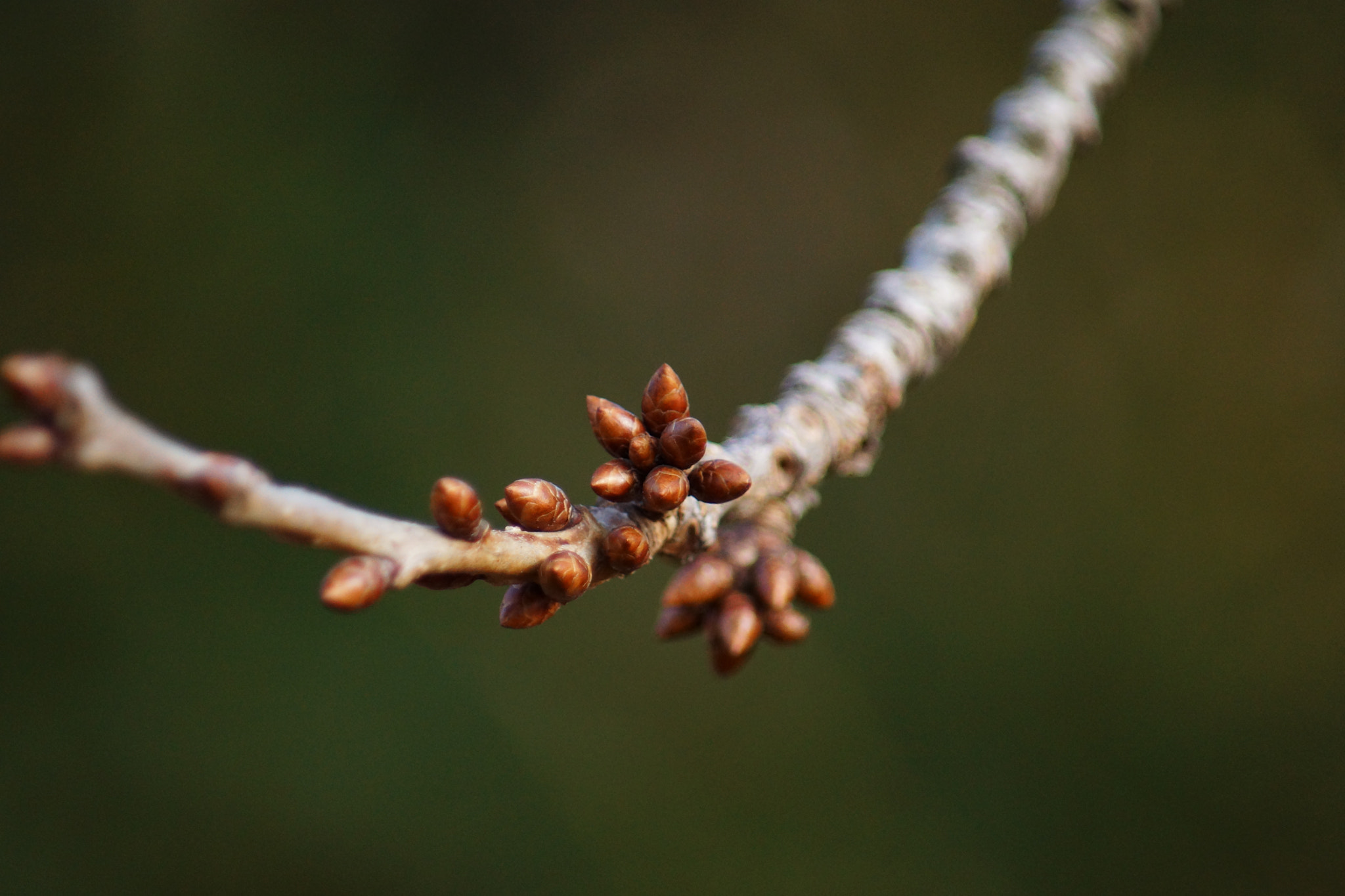 Sony SLT-A65 (SLT-A65V) sample photo. Rebooting cherry tree  photography