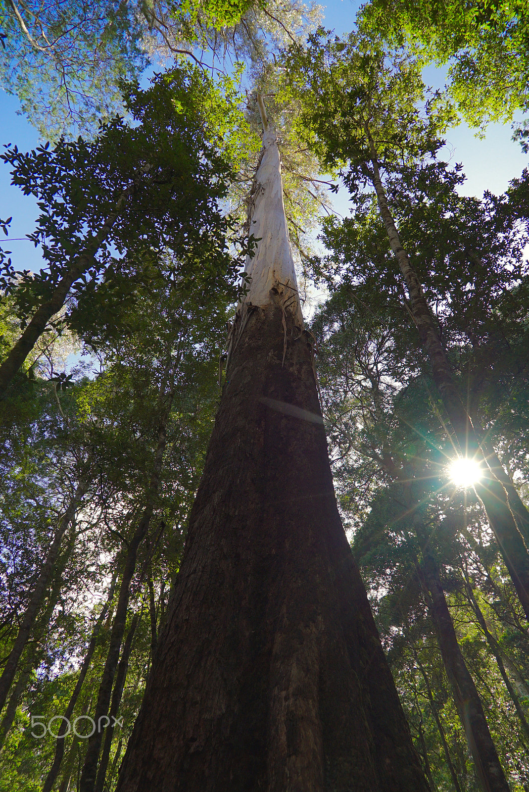 Sony FE 24-240mm F3.5-6.3 OSS sample photo. Swamp gum, russell falls photography