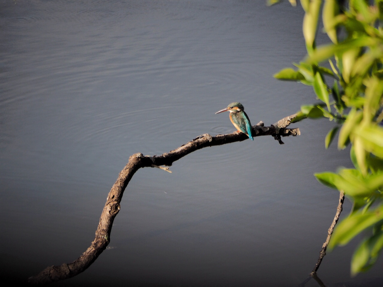 Olympus OM-D E-M10 sample photo. Common king fisher, capture during its migration. swampy wetlands of singapore photography