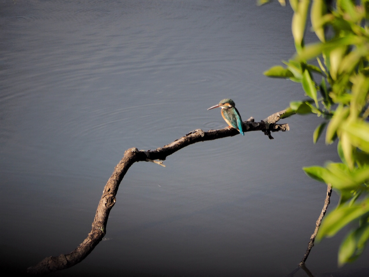 Panasonic Lumix G Vario 45-200mm F4-5.6 OIS sample photo. Common king fisher, capture during its migration. swampy wetlands of singapore photography