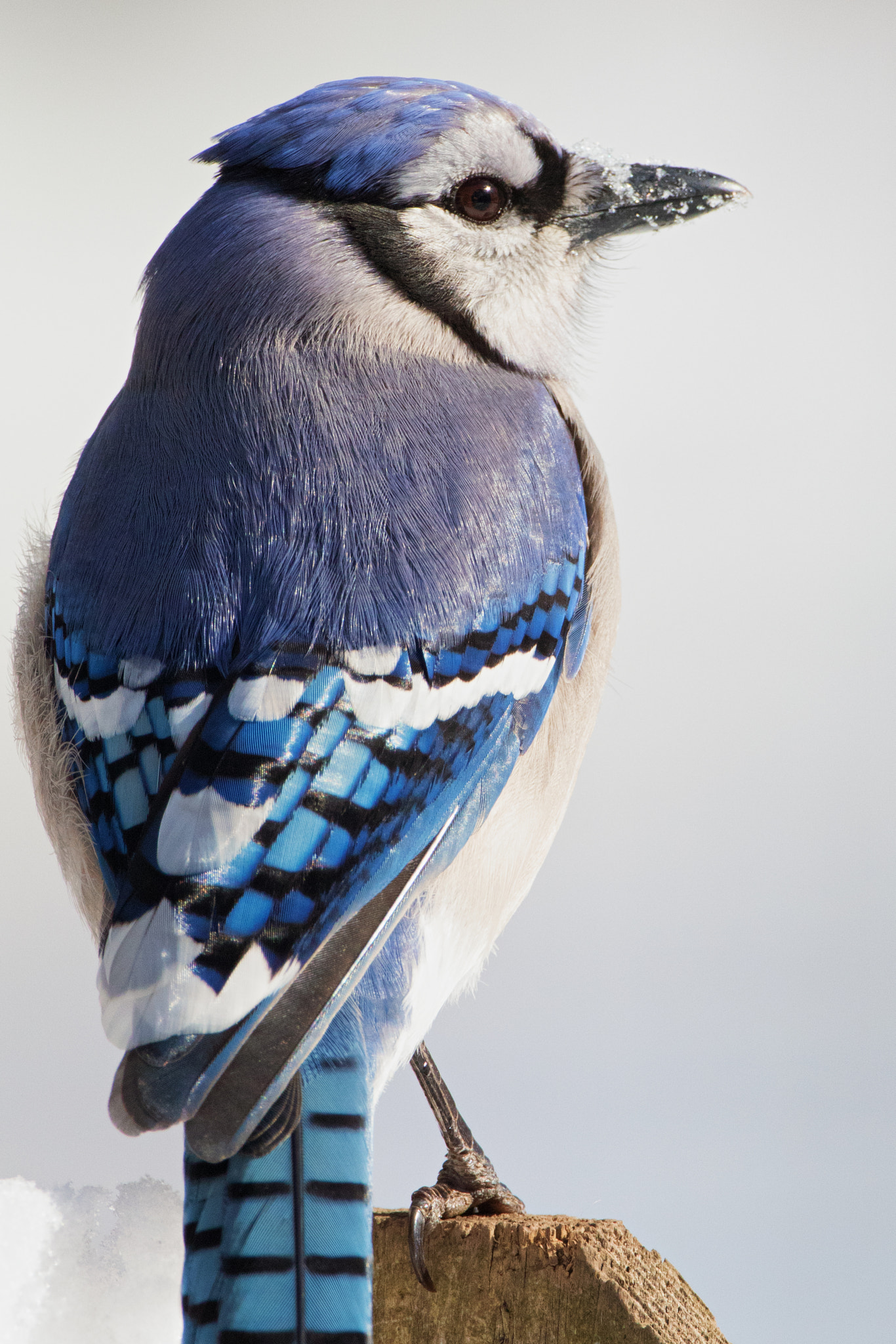 Canon EF 500mm F4L IS USM sample photo. Snow beak photography