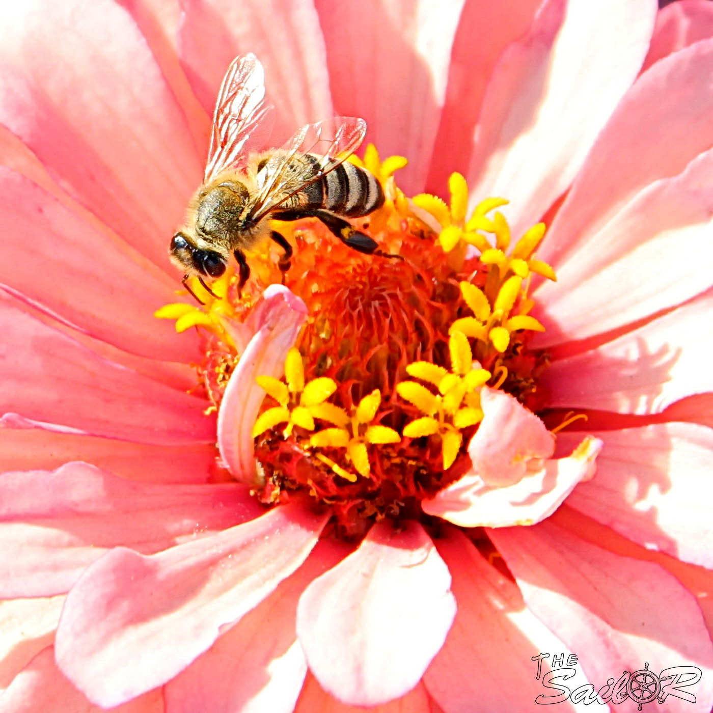 Canon EOS 500D (EOS Rebel T1i / EOS Kiss X3) + Tamron AF 28-300mm F3.5-6.3 XR Di VC LD Aspherical (IF) Macro sample photo. Bee on the flower photography