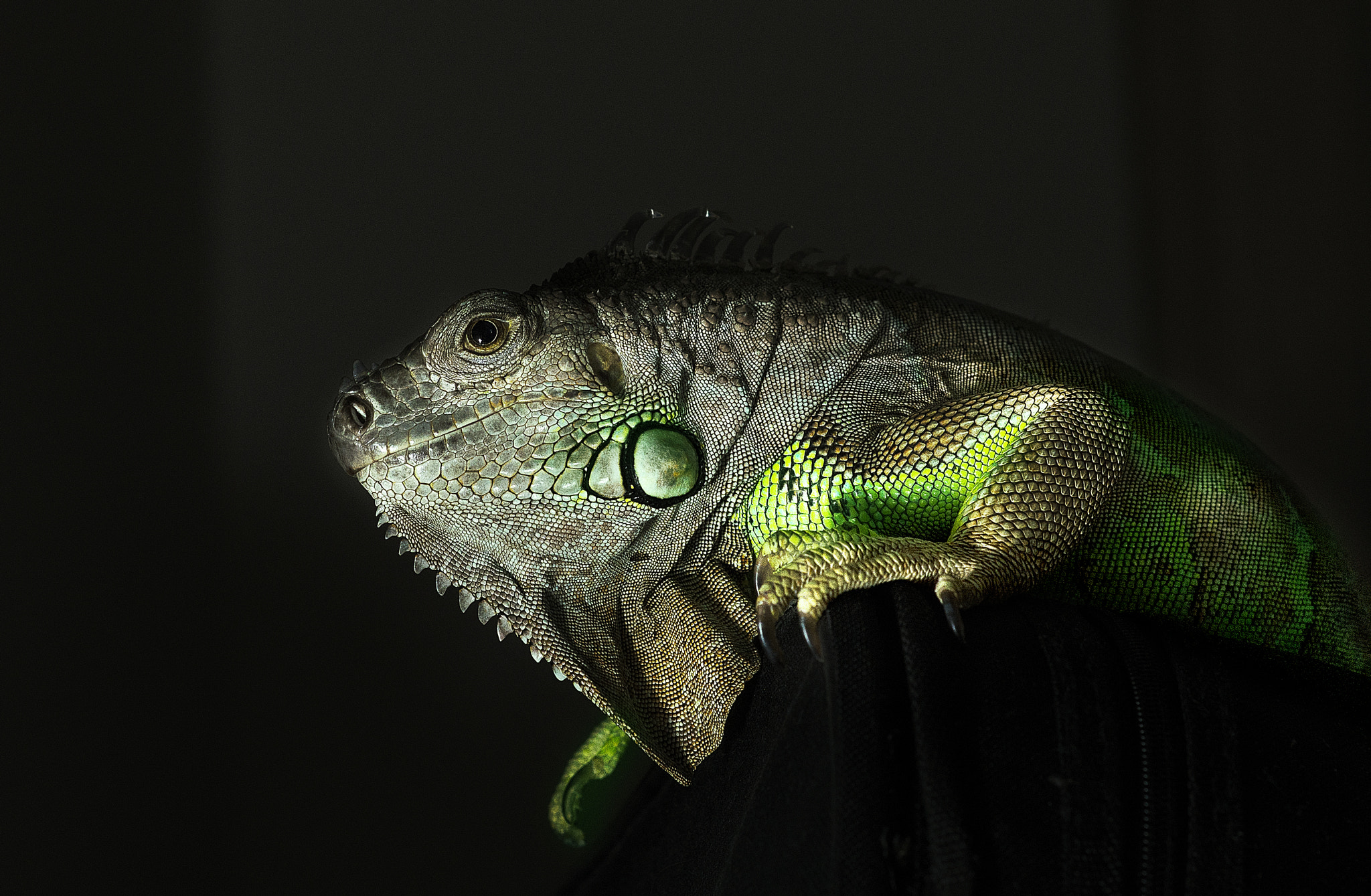 Nikon D610 + Sigma 85mm F1.4 EX DG HSM sample photo. Murphy the iguana  photography