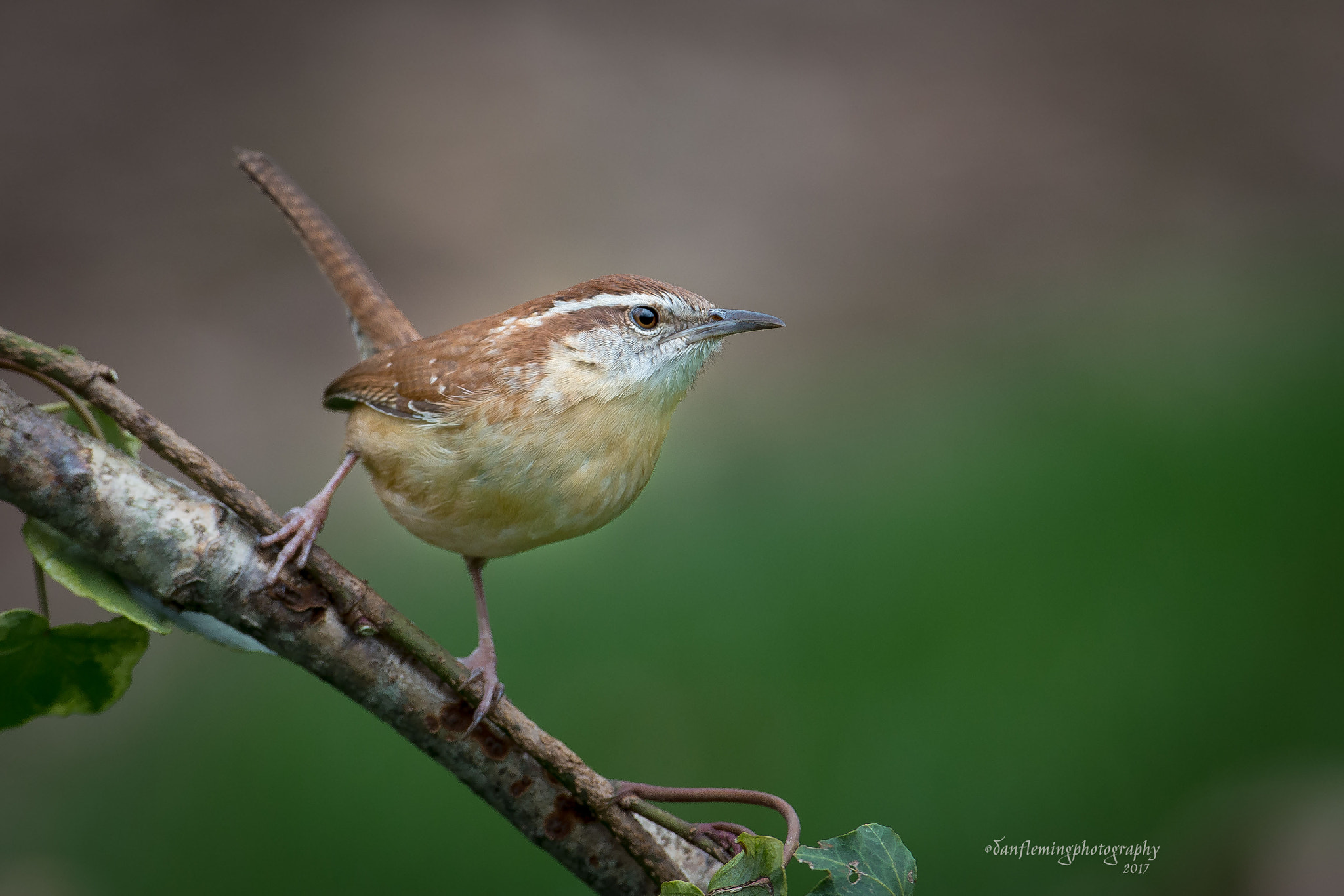 Canon EF 600mm f/4L IS sample photo. Dark days photography