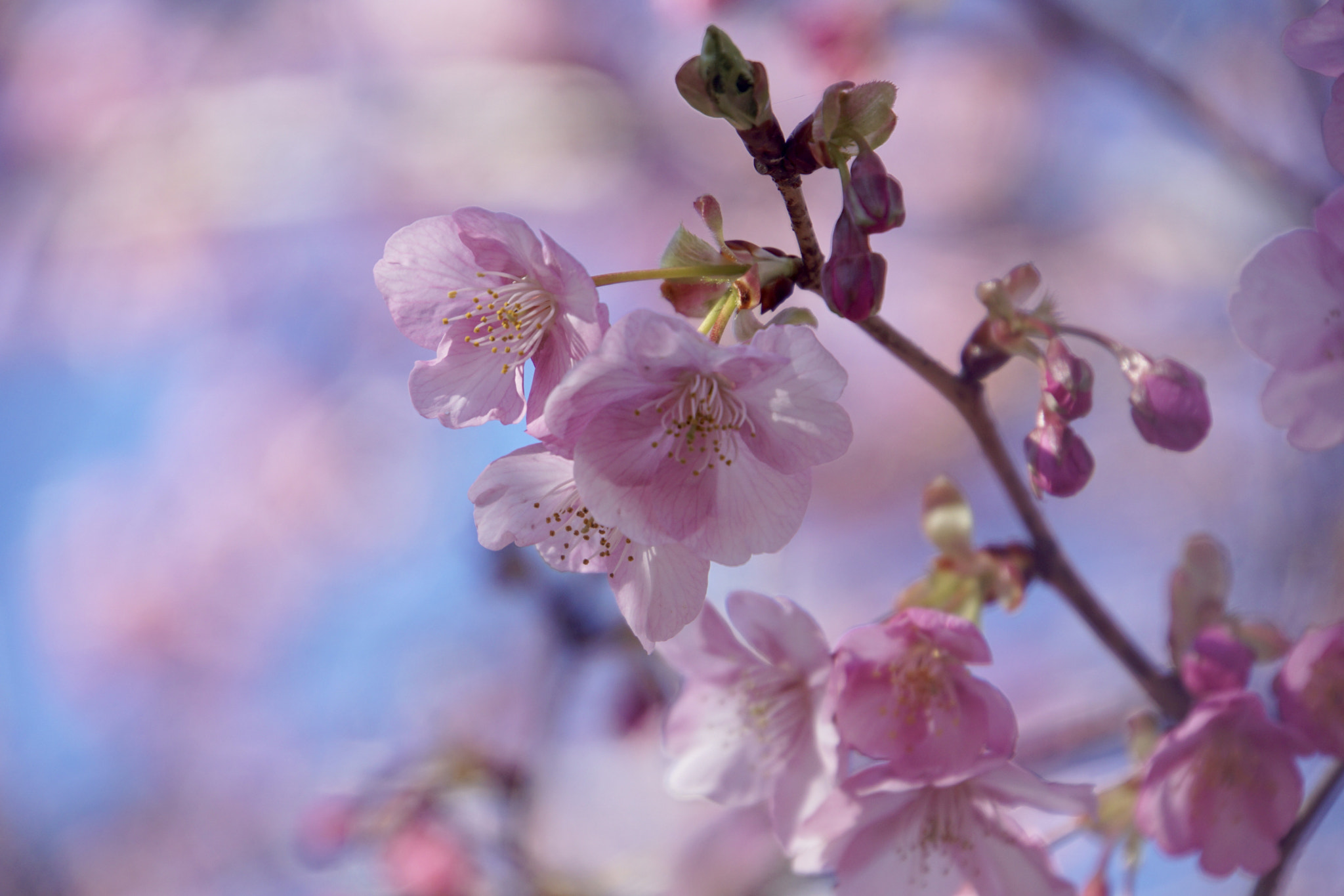 Sony a6000 + Sony E 18-200mm F3.5-6.3 sample photo. ☆*:.spring color.:*☆ photography