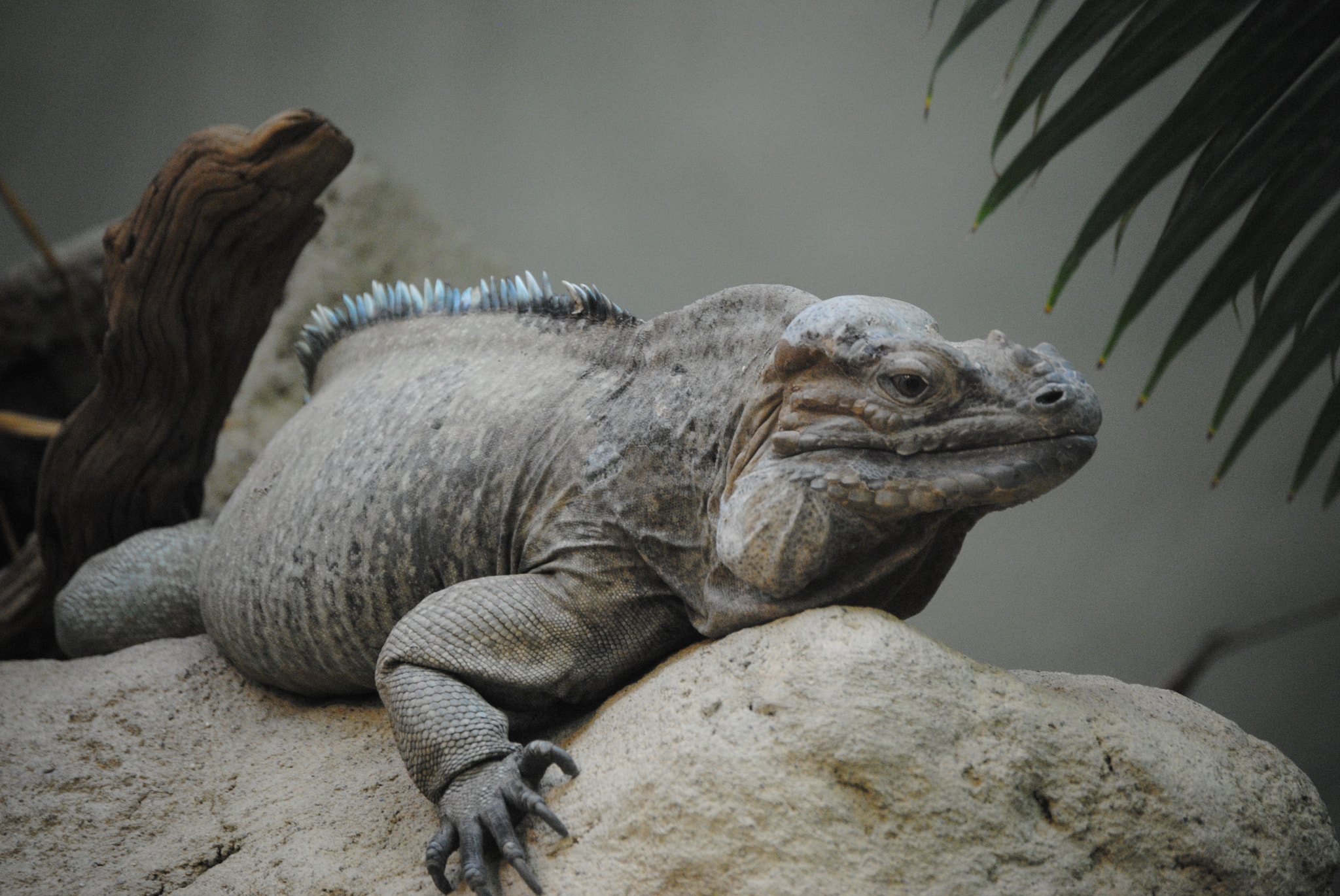 Nikon D3000 sample photo. Monday's mood photography