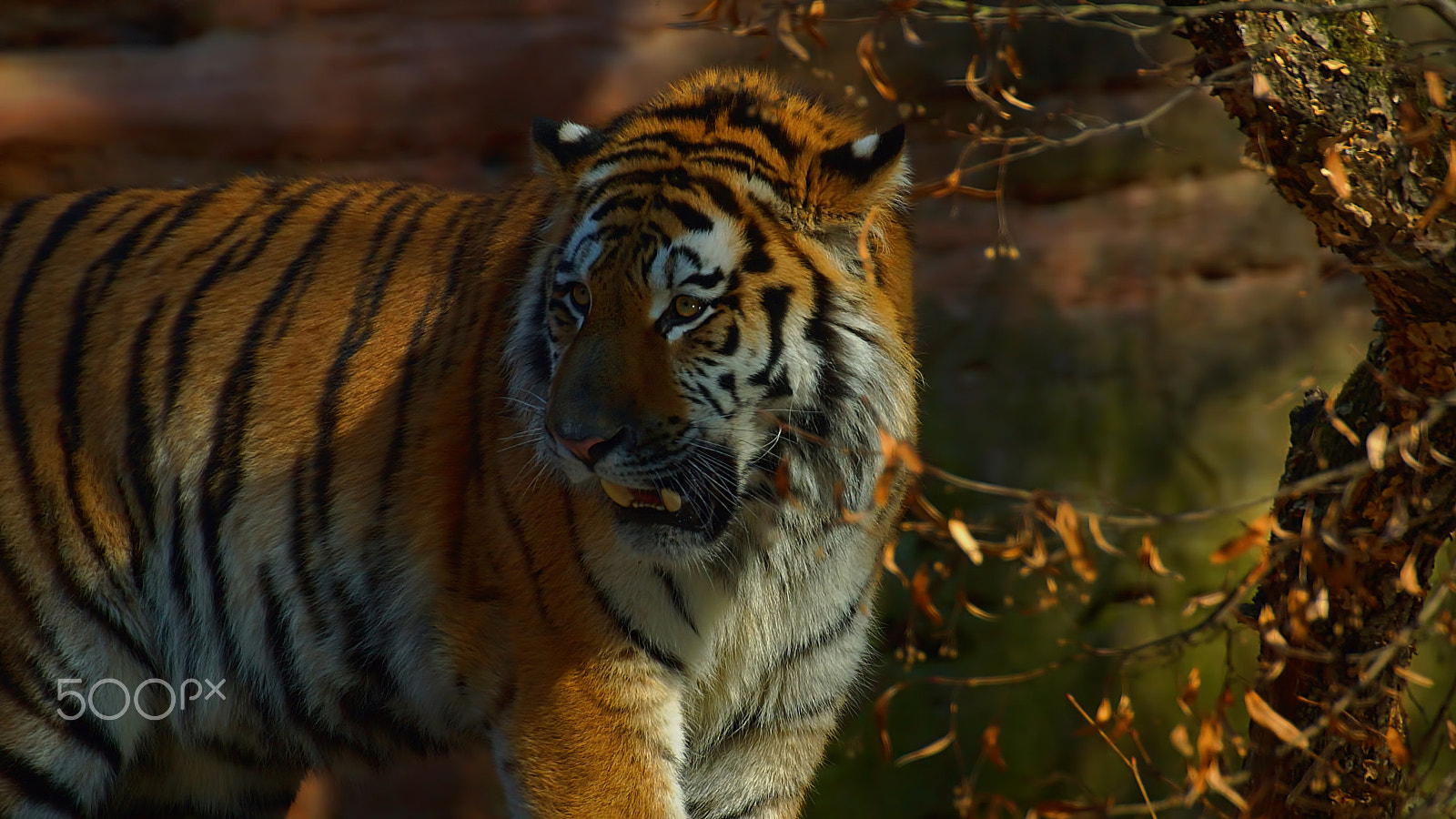 Sony SLT-A77 sample photo. Tiger photography